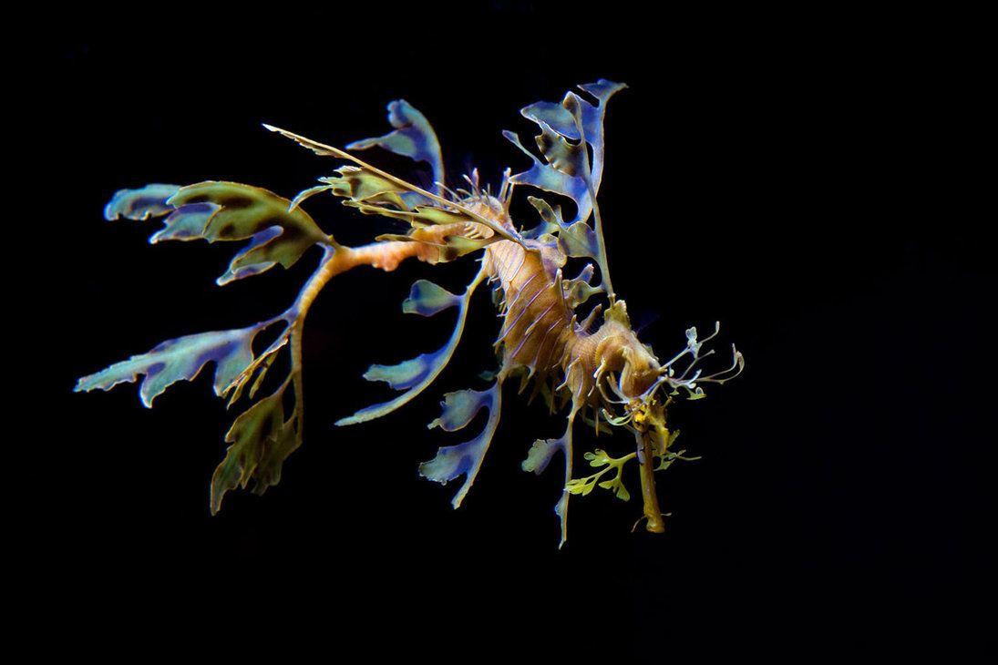 1095x730 Leafy Sea Dragon