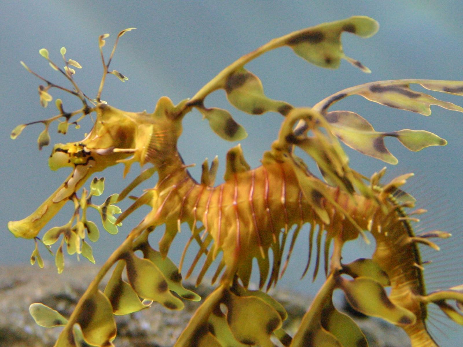 1600x1200 Leafy Seadragon Wallpaper 13 X 1529