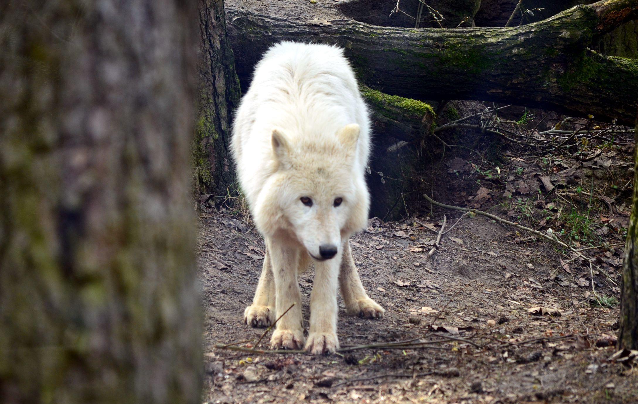 2177x1380 Wolf HD wallpaper free download