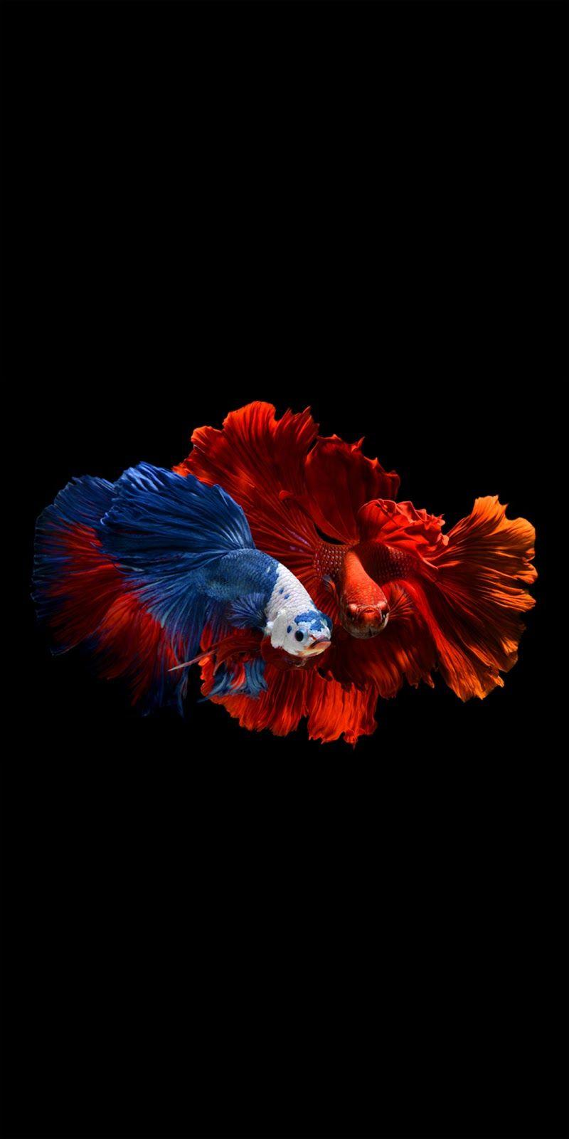 800x1600 Tecno Camon CM Stock Wallpaper (9 wallpaper)
