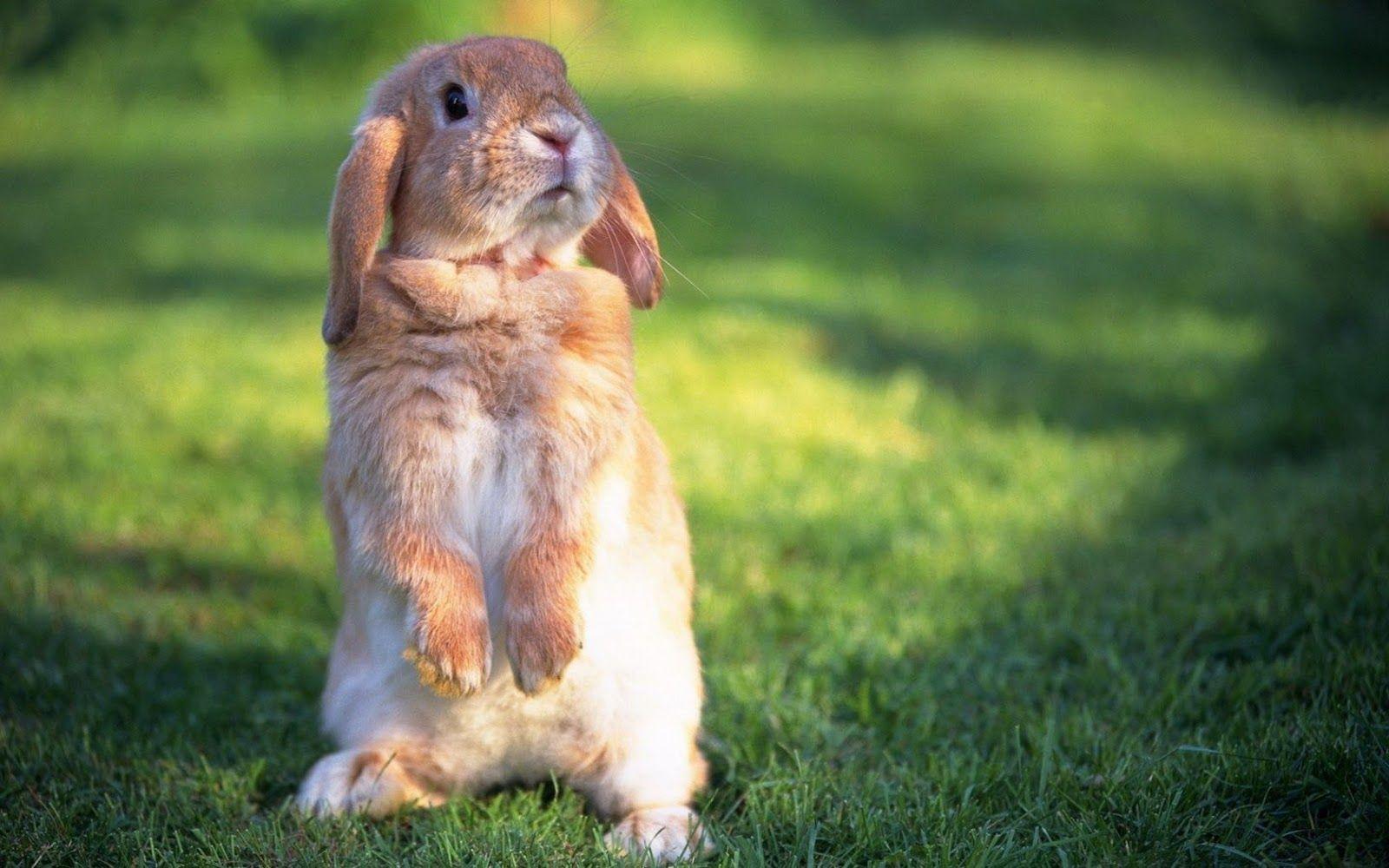 1600x1000 Rabbit Wallpaper for Walls