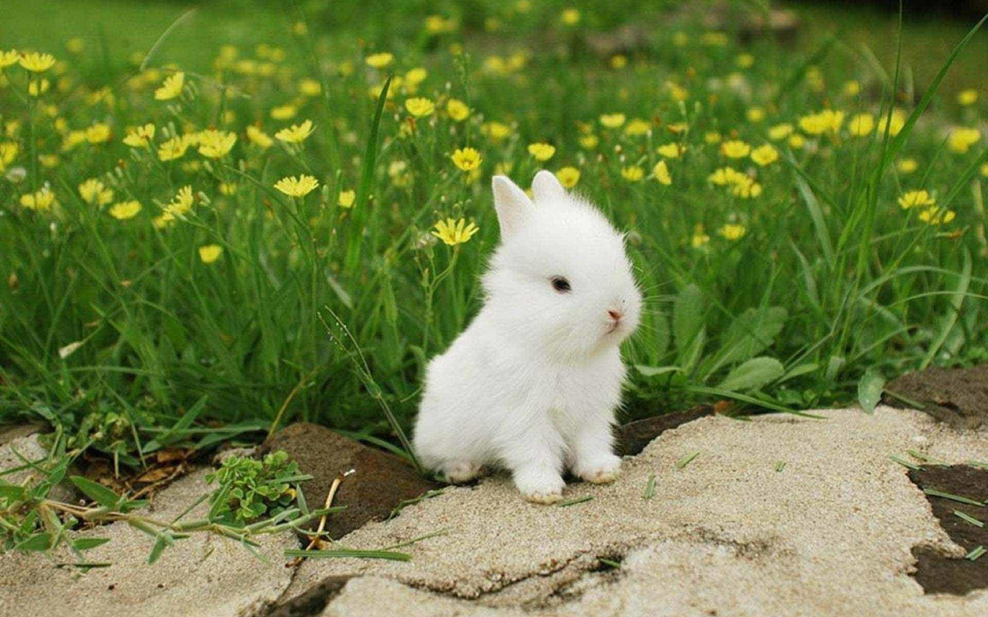1920x1200 White Rabbit Wallpaper