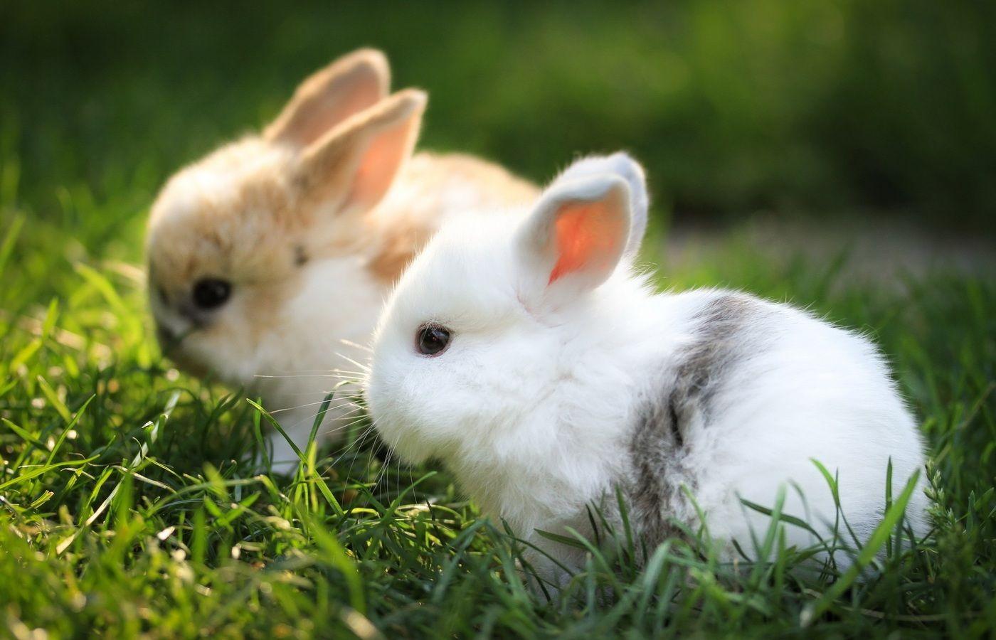 1400x900 Cute Bunnies 1400x900 Resolution HD 4k Wallpaper, Image