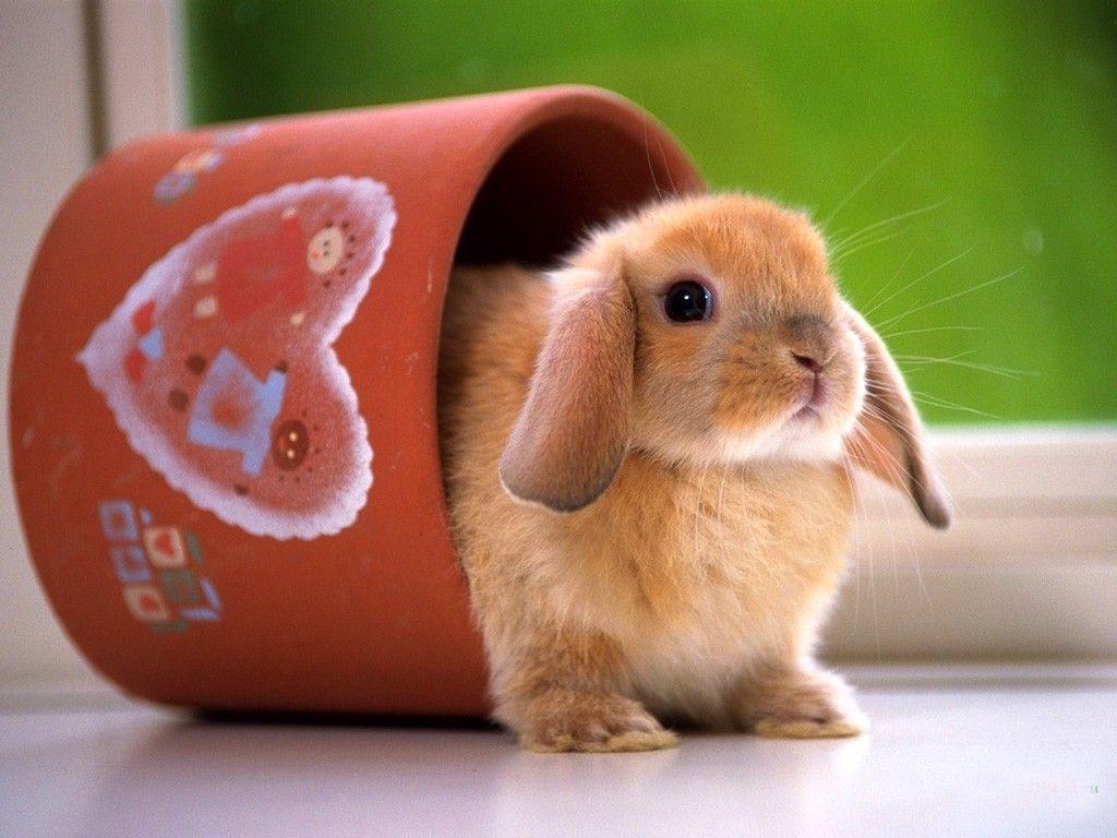 1024x768 Cute Bunny Wallpaper