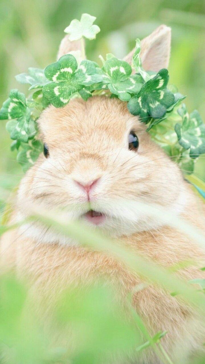 720x1280 animals, baby, baby bunny, background, beautiful, beauty, bunny