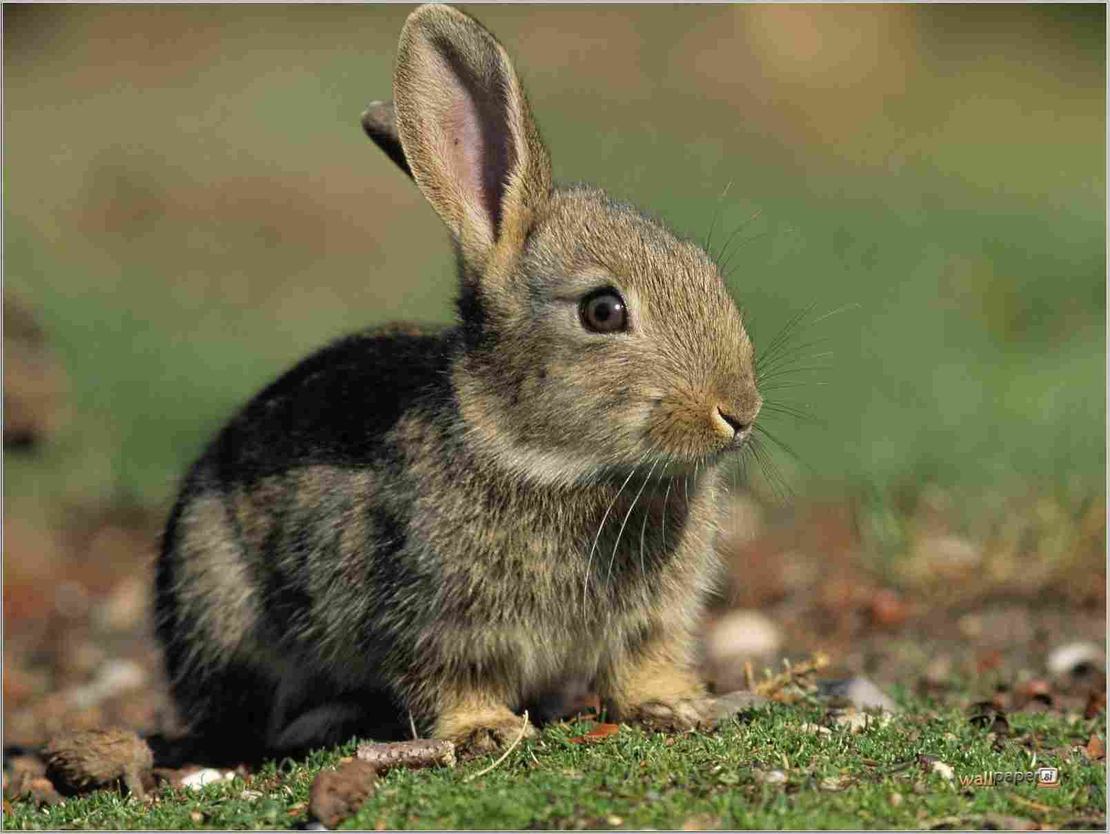 1609x1209 Cute Bunny Wallpaper Wallpaper Invasoras No Brasil