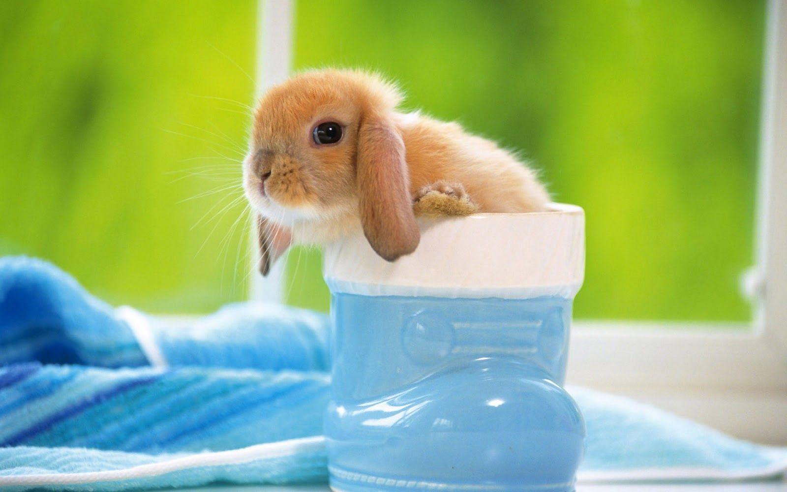 1600x1000 Hd Bunny Wallpaper Background, Download Wallpaper