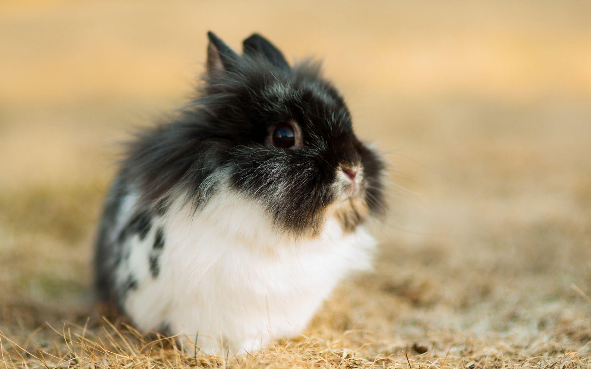 1920x1200 Cute bunny HD