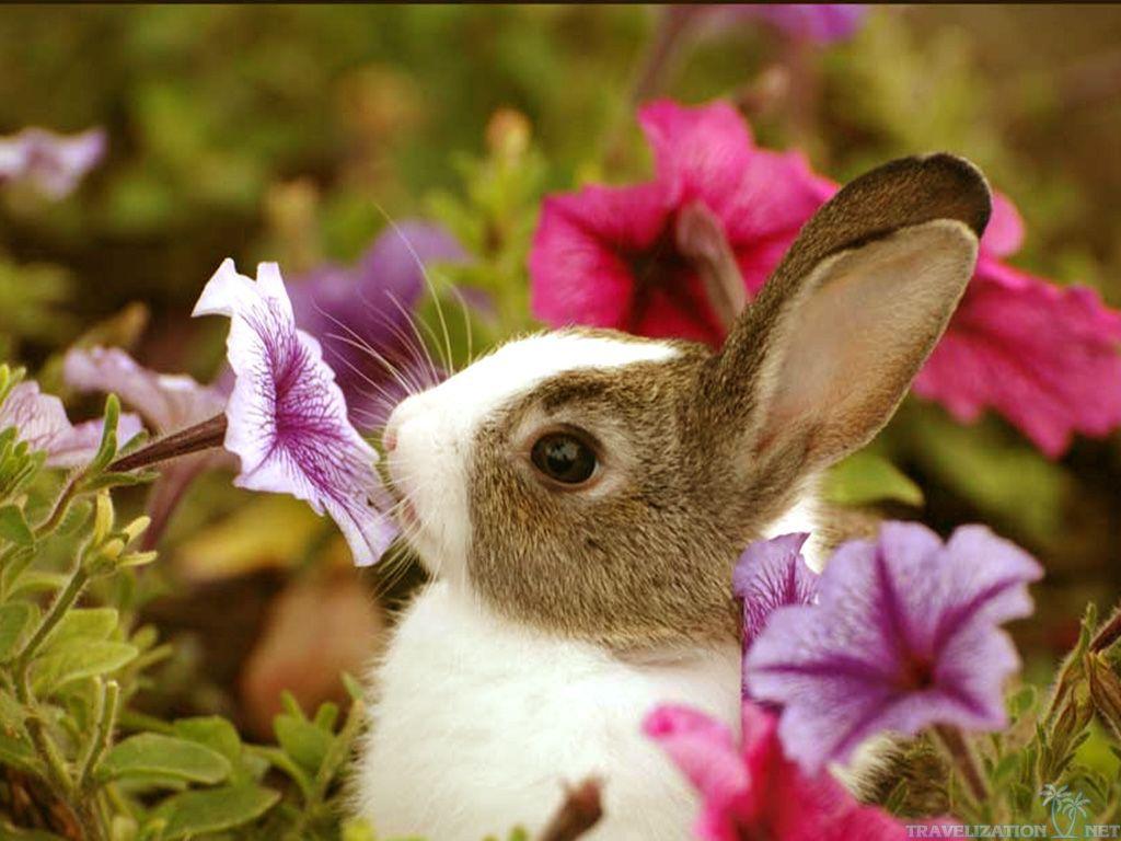1024x768 Cute Bunny