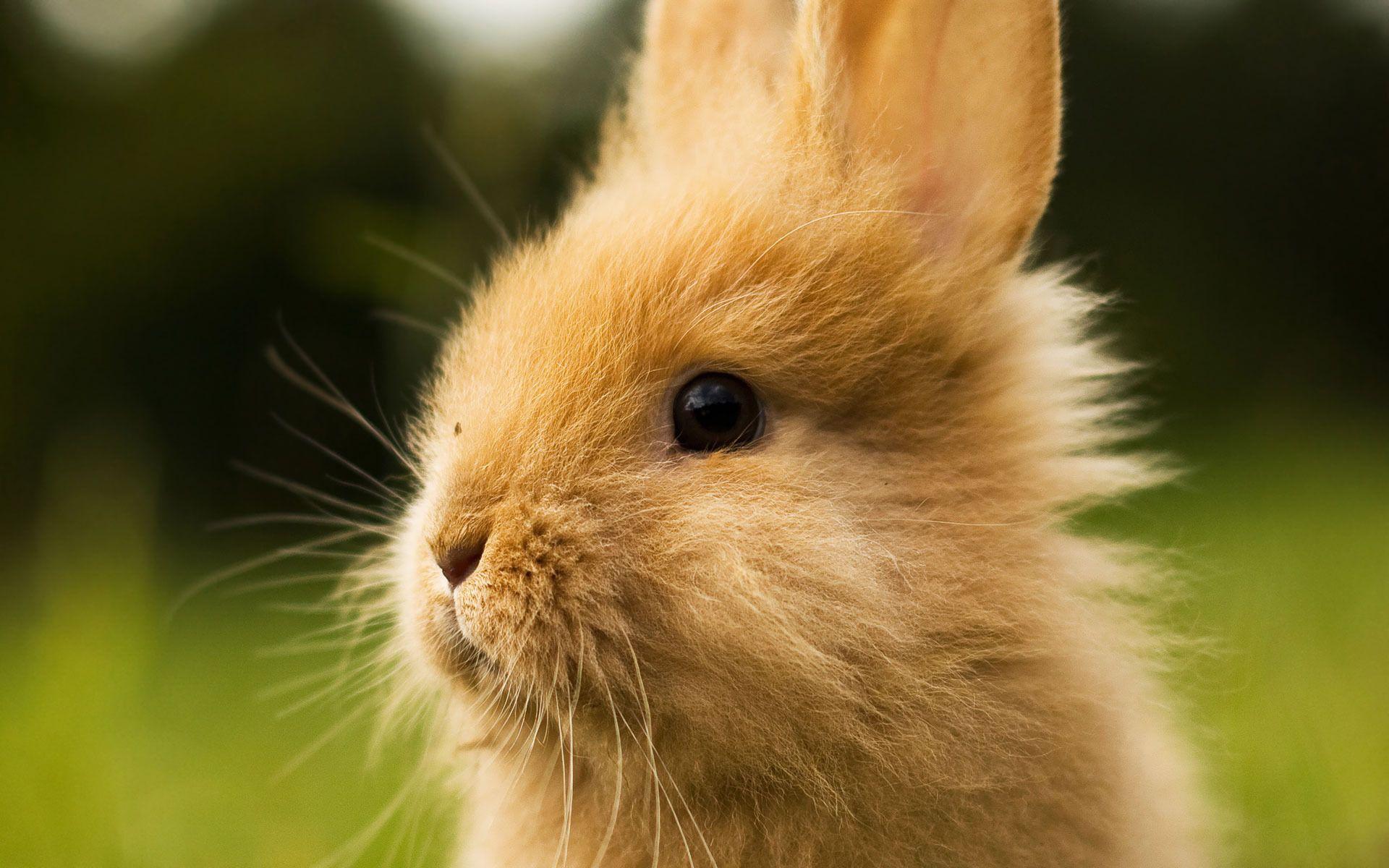 1920x1200 Cute bunny head wallpaperx1200