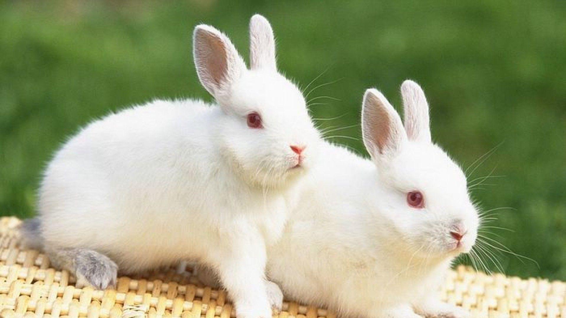 1920x1080 Bunnies Wallpaper