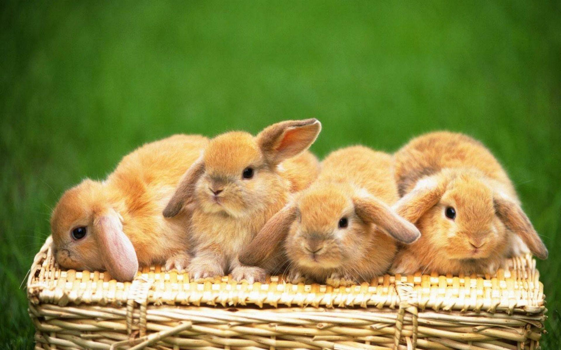1920x1200 Cute Bunnies Wallpaper