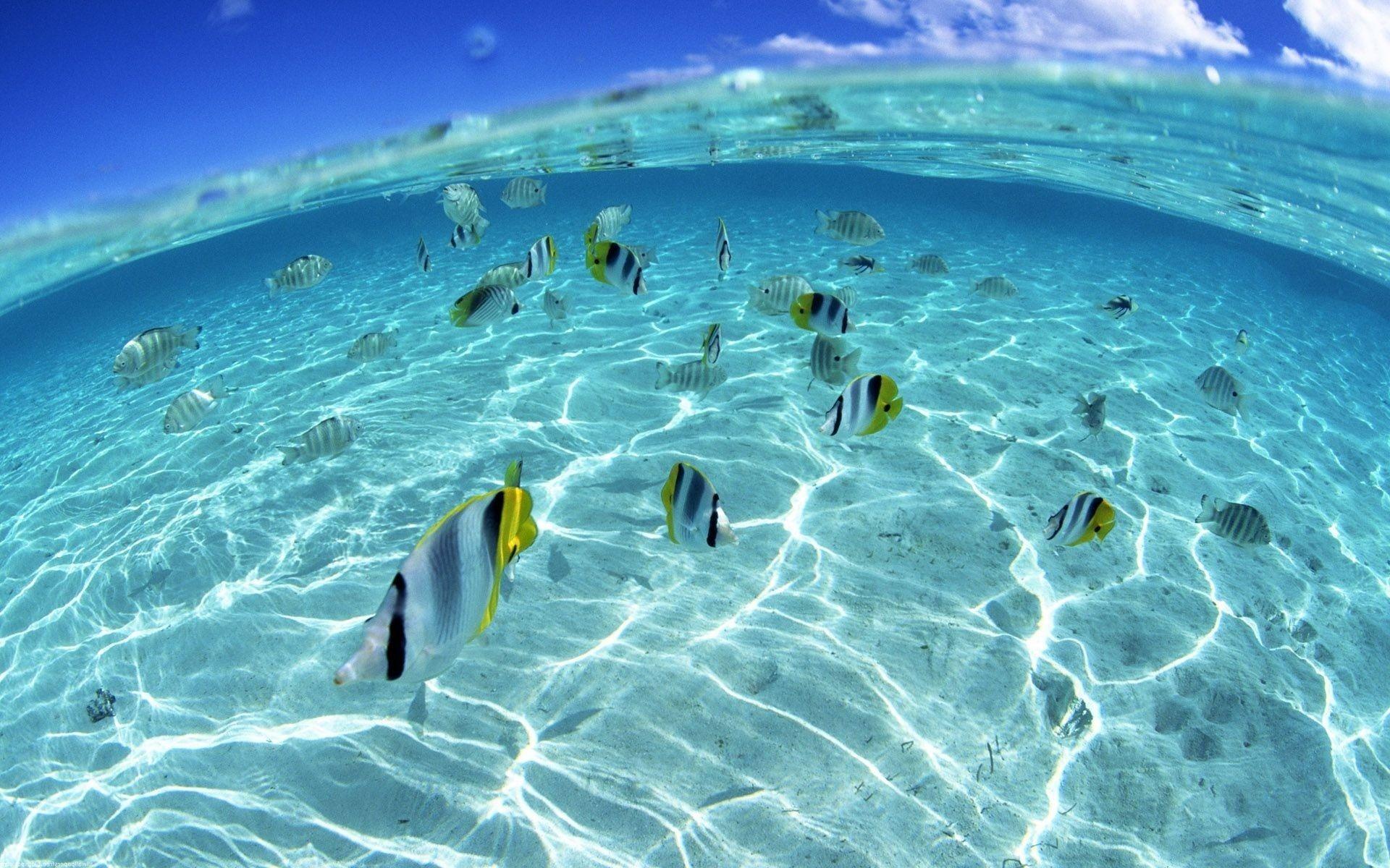 1920x1200 ocean fish seascapes splitview 1920x1200 wallpaper High Quality