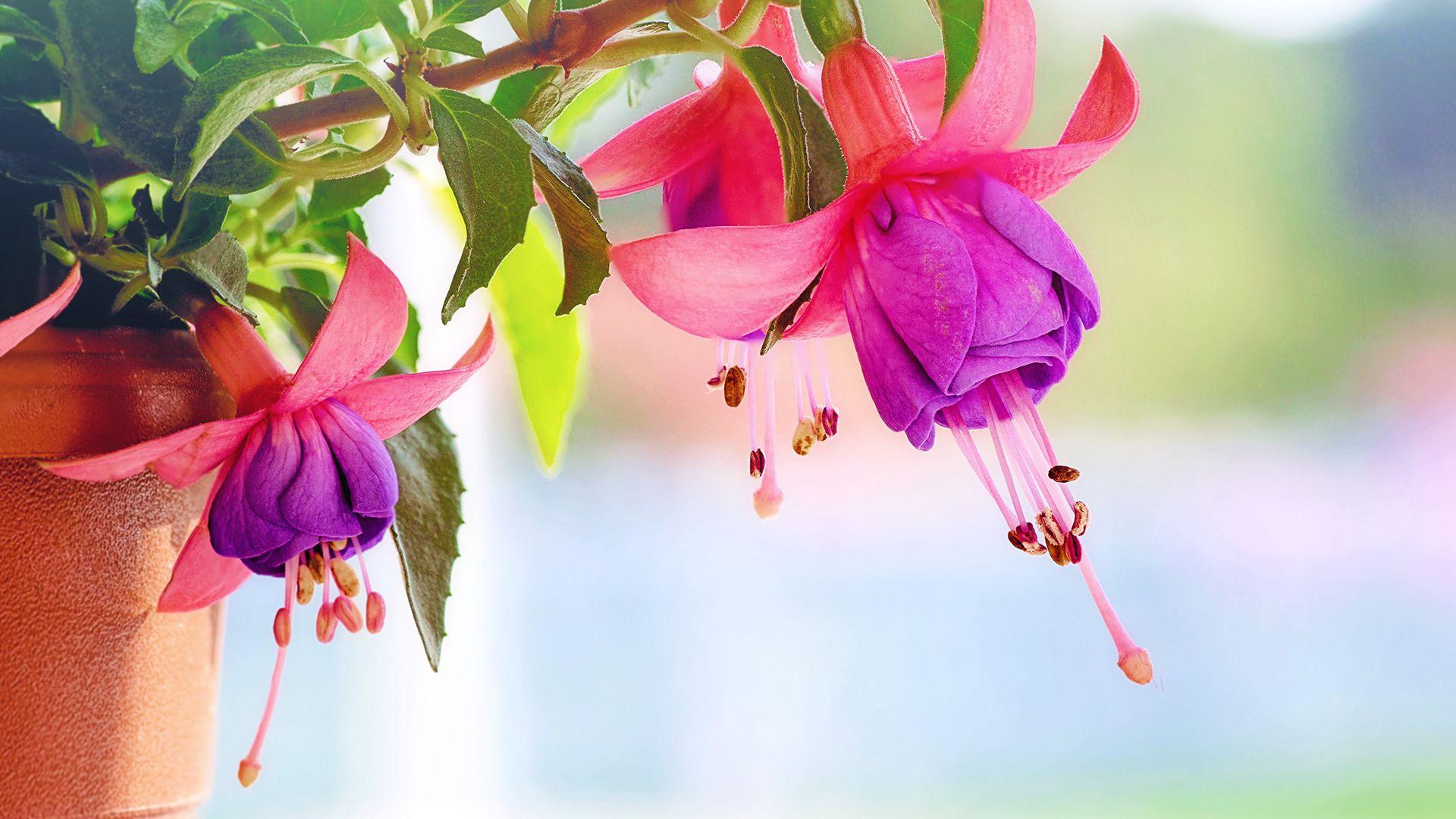 Hình nền Chromebook 1920x1080 Fuchsia Flowers