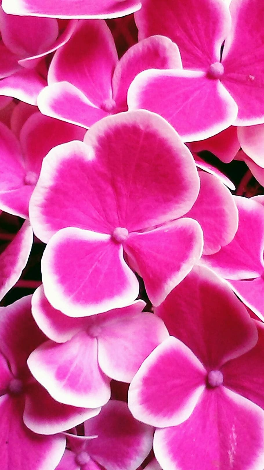 Hình nền HD 910x1618: hoa cẩm tú cầu, hoa, fuchsia, màu hồng, ra hoa