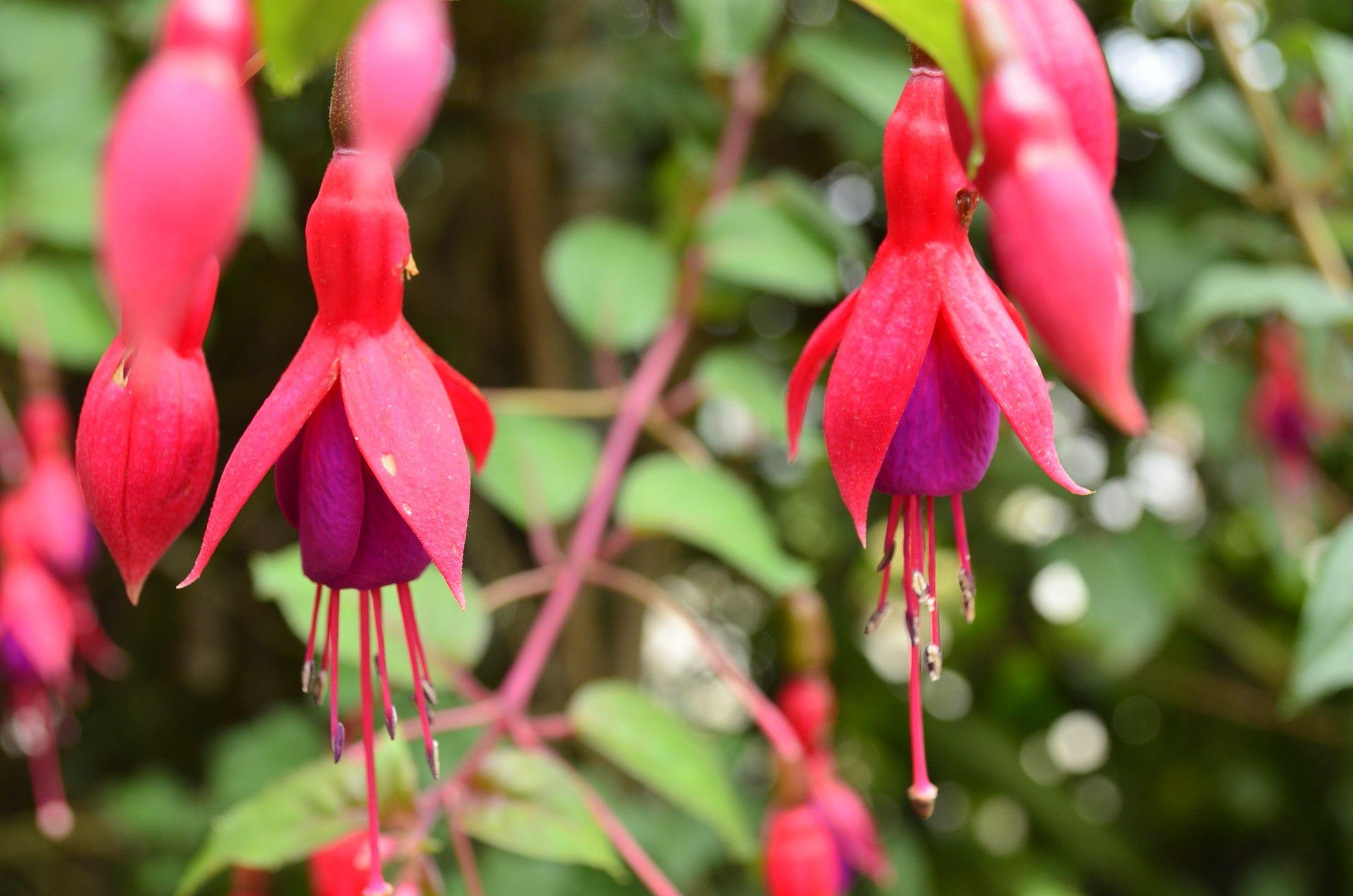 2464x1632 hoa, Macro, Nepal, Fuchsia Hình nền có độ phân giải cao / Máy tính để bàn và điện thoại di động