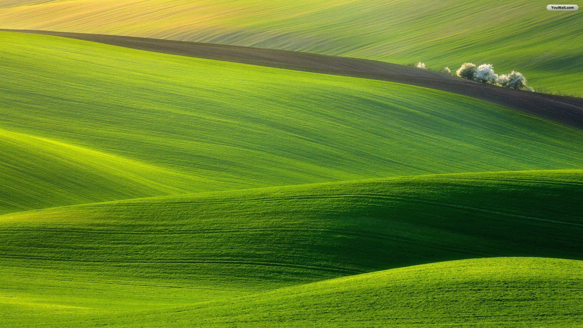 1920x1080 Green Field Wallpaper