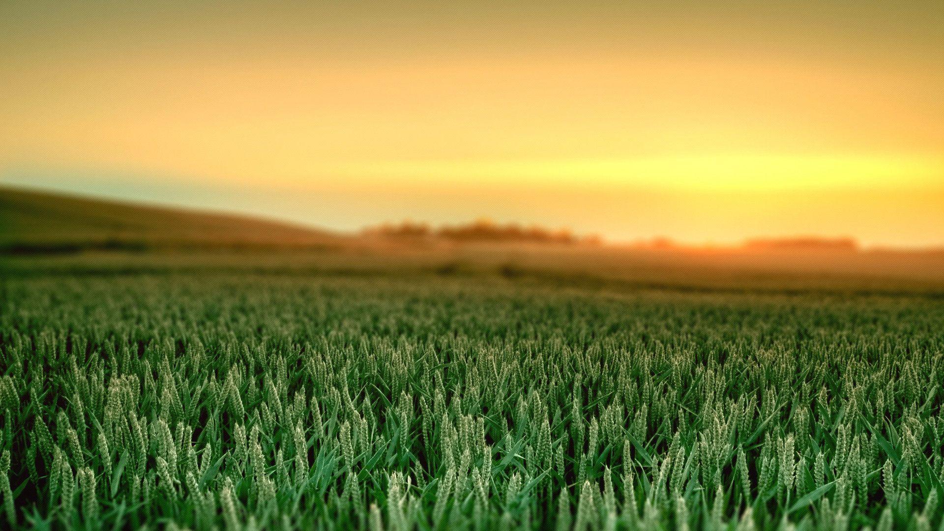 Green Field Wallpapers Top Free Green Field Backgrounds WallpaperAccess