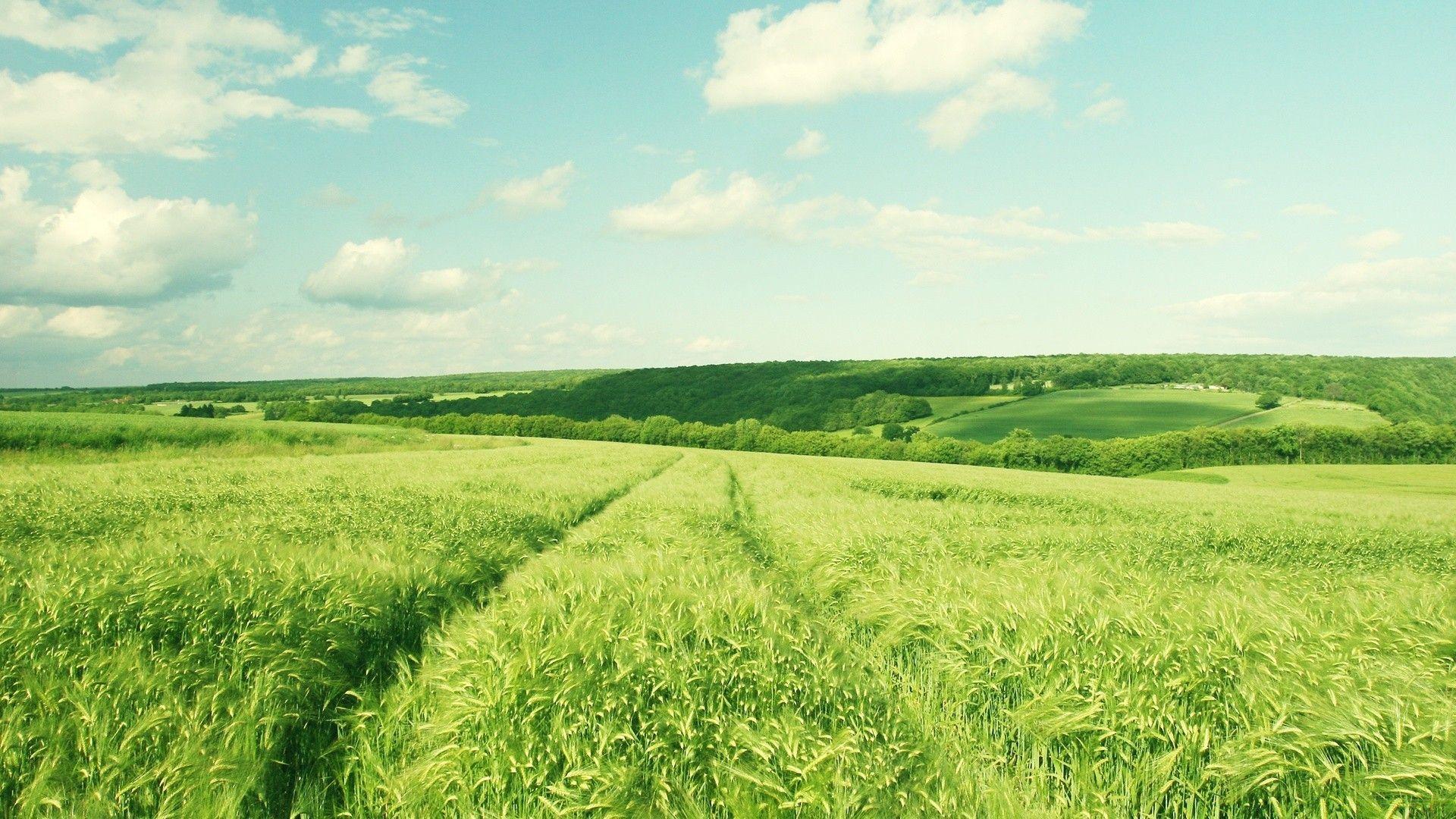 Green Field Wallpapers Top Free Green Field Backgrounds WallpaperAccess