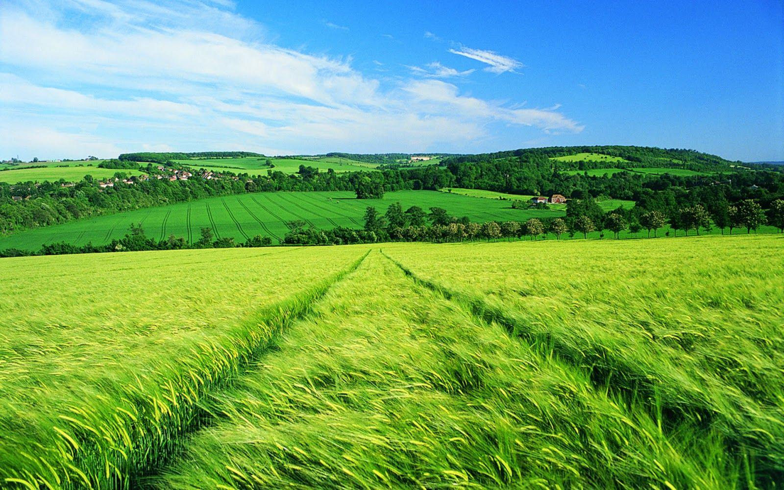 1600x1000 Download Free Italy Wallpaper Wallpaper Green Field