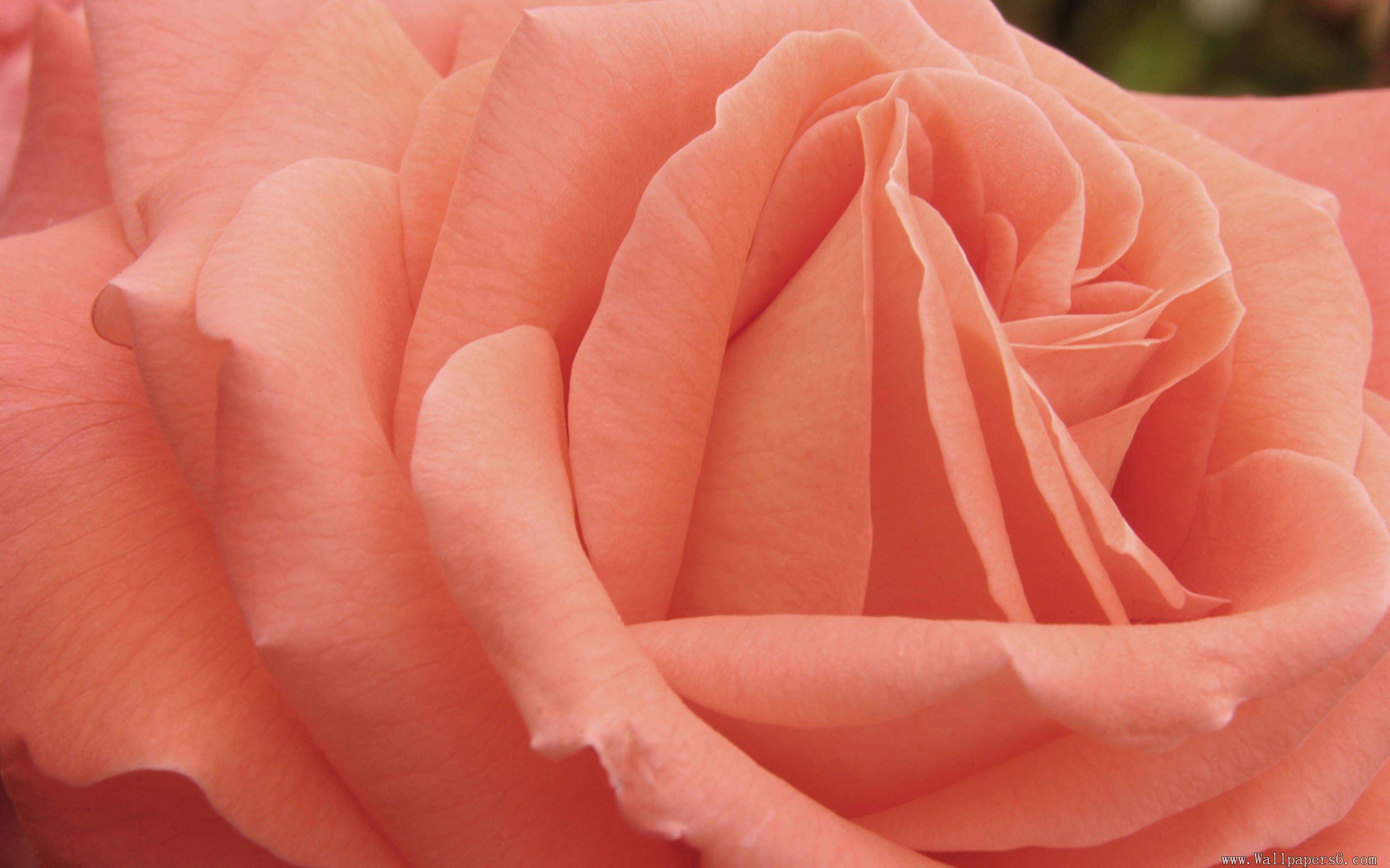 Hình nền thiên nhiên 2560x1600 với hoa hồng màu đào - Màu đào
