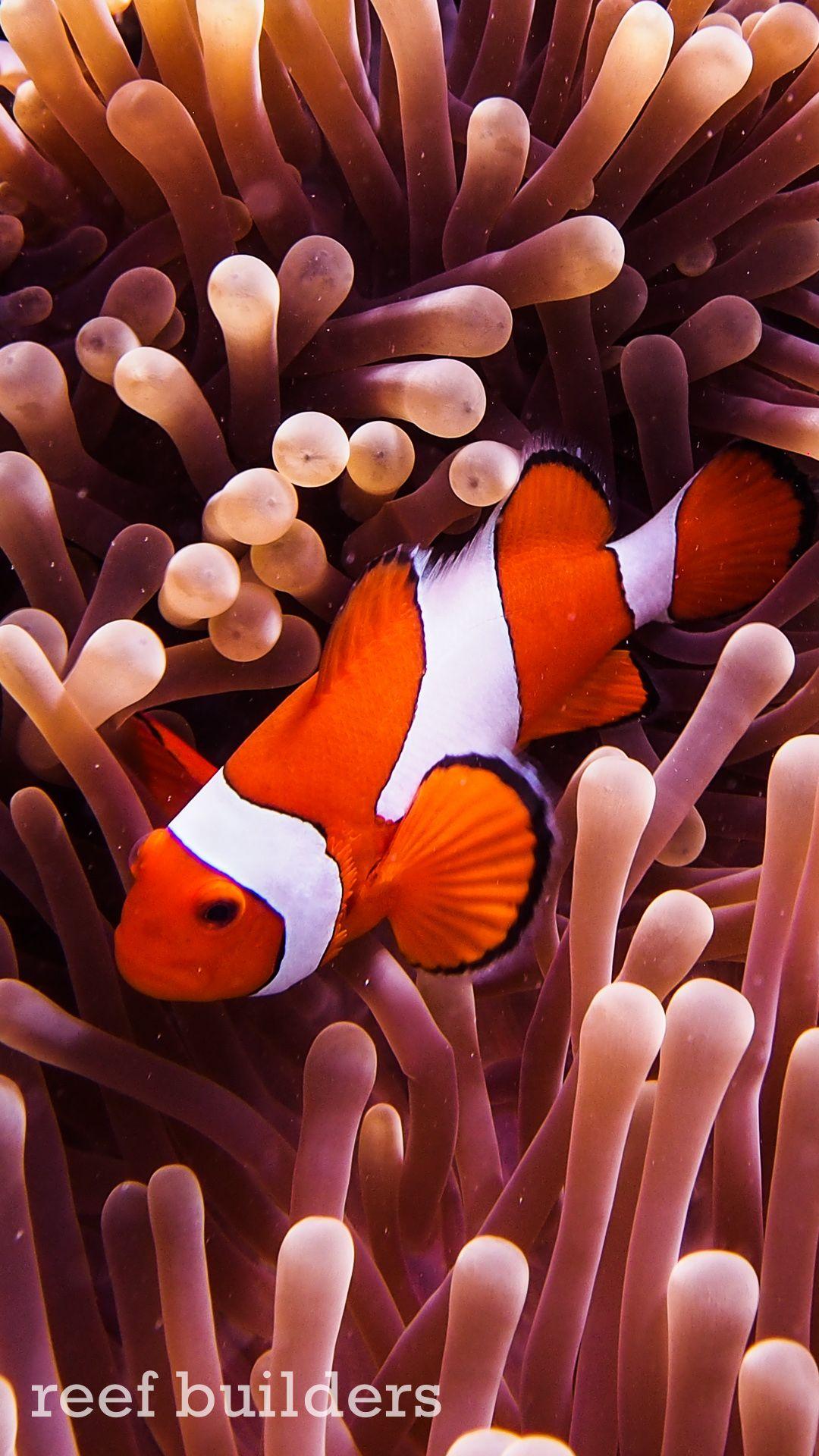 1080x1920 iPhone6 Plus Coral Reef Fish Wallpaper Background 6 Reef