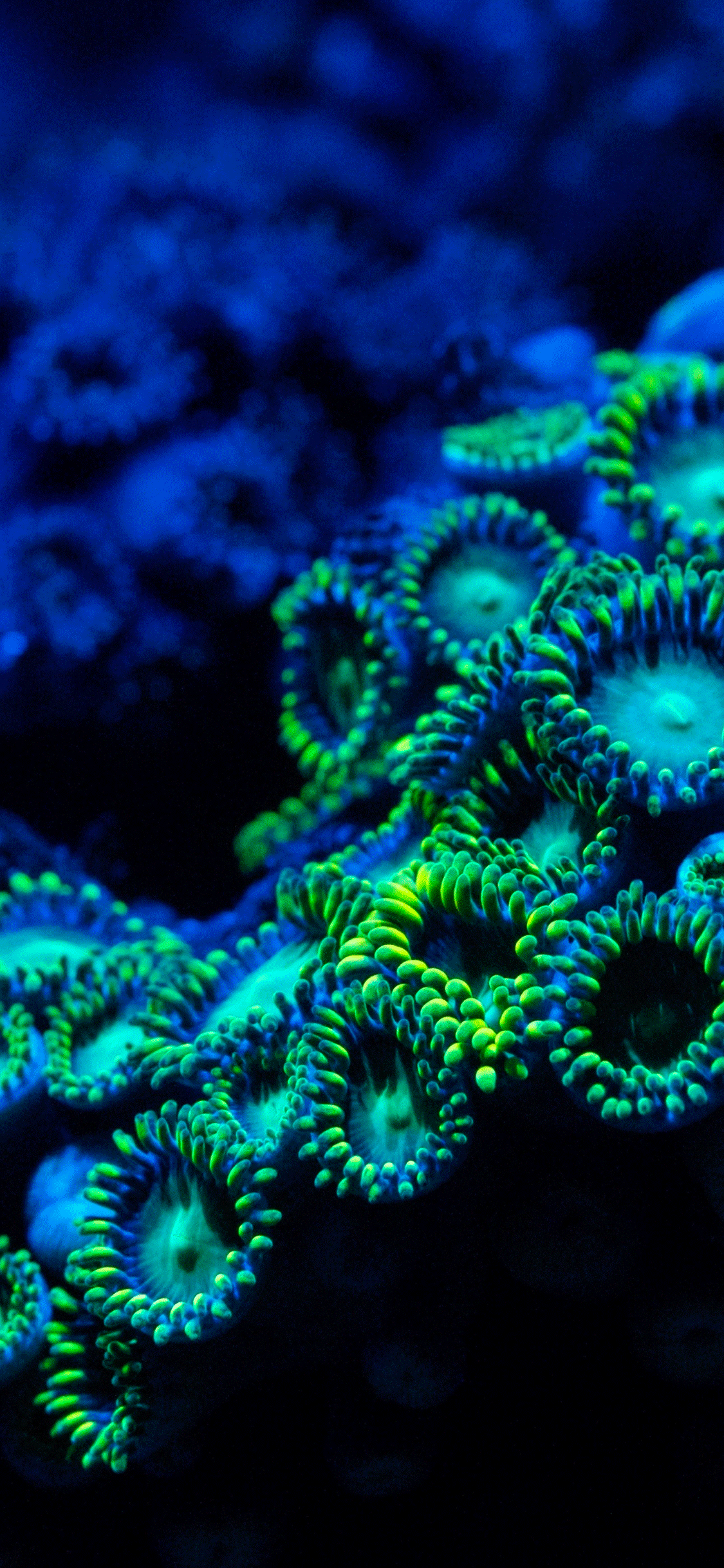 1125x2436 Coral Reef Wallpaper for iPhone X, 6