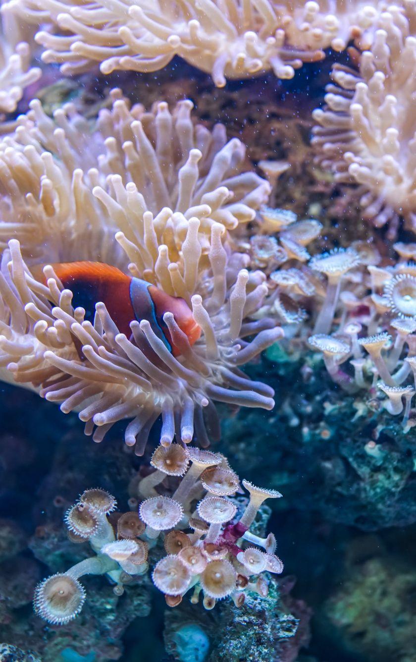 840x1336 Download 840x1336 wallpaper coral, underwater, fish, aquatic life