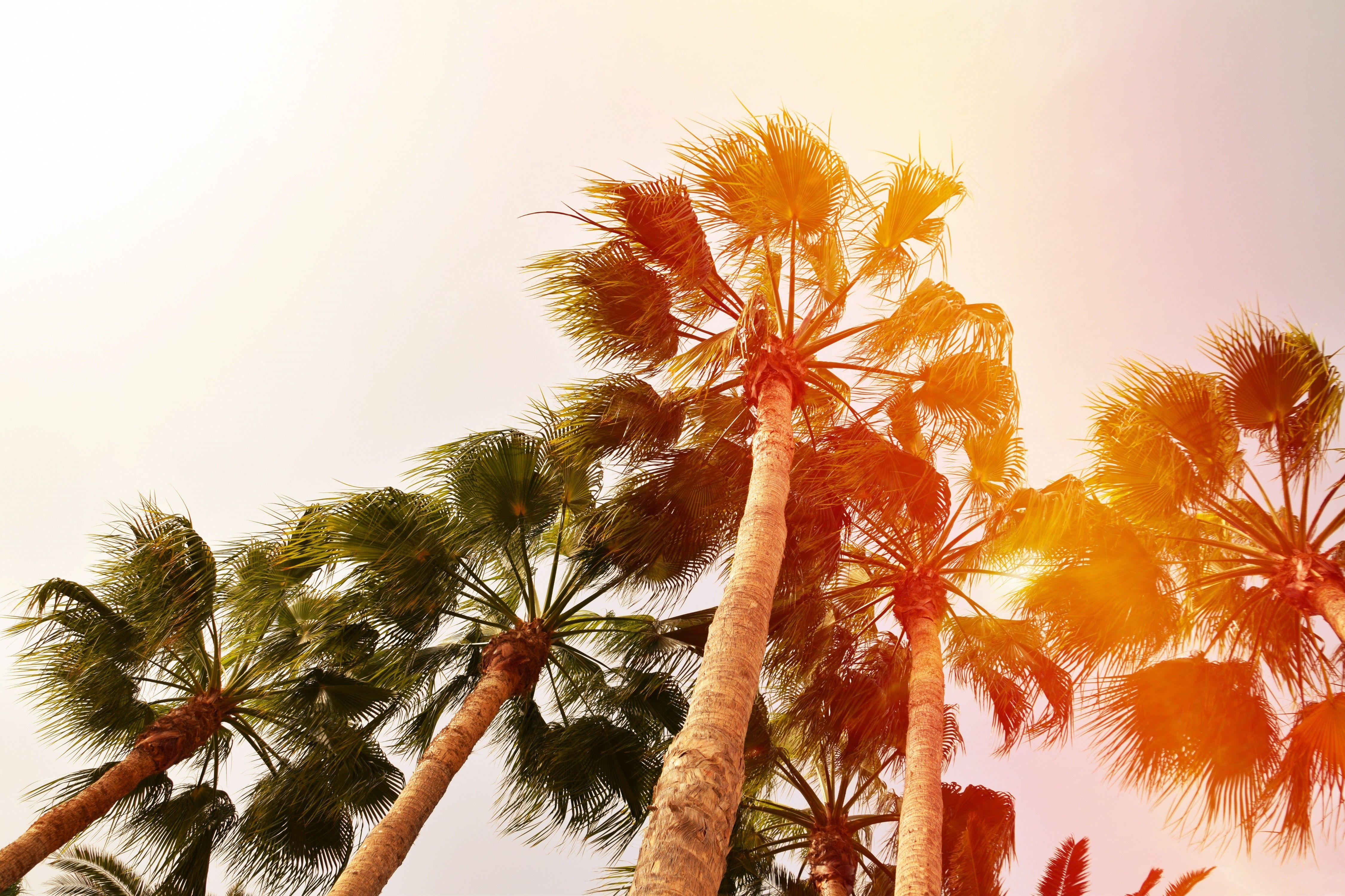 4500x3000 #Gran Canaria #nature #animals #palm trees #Spain #Nikon