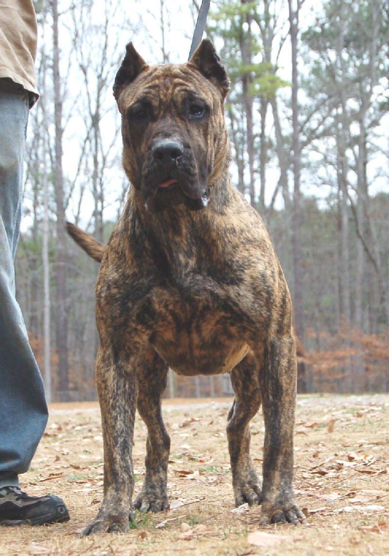 800x1142 Perro de Presa Canario with his owner photo and wallpaper. Beautiful Perro de Presa Canario with his owner picture