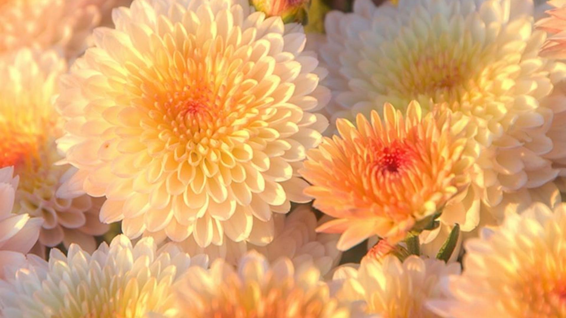 chrysanthemum HD wallpapers, backgrounds