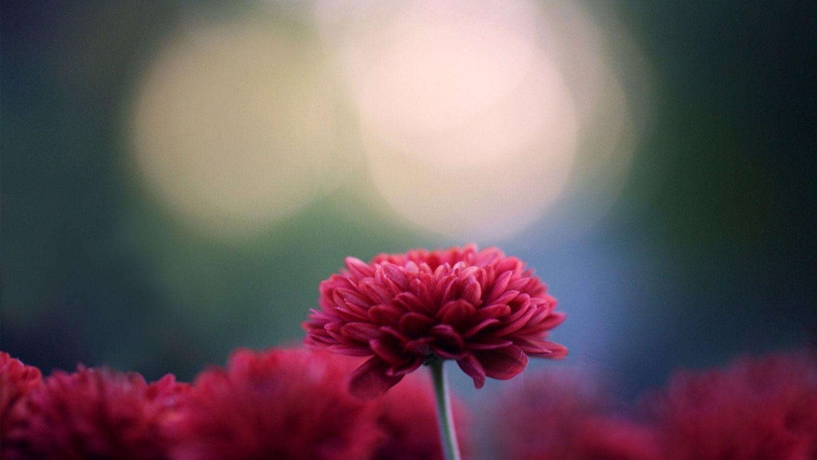 Chrysanthemum Photos Download The BEST Free Chrysanthemum Stock Photos   HD Images