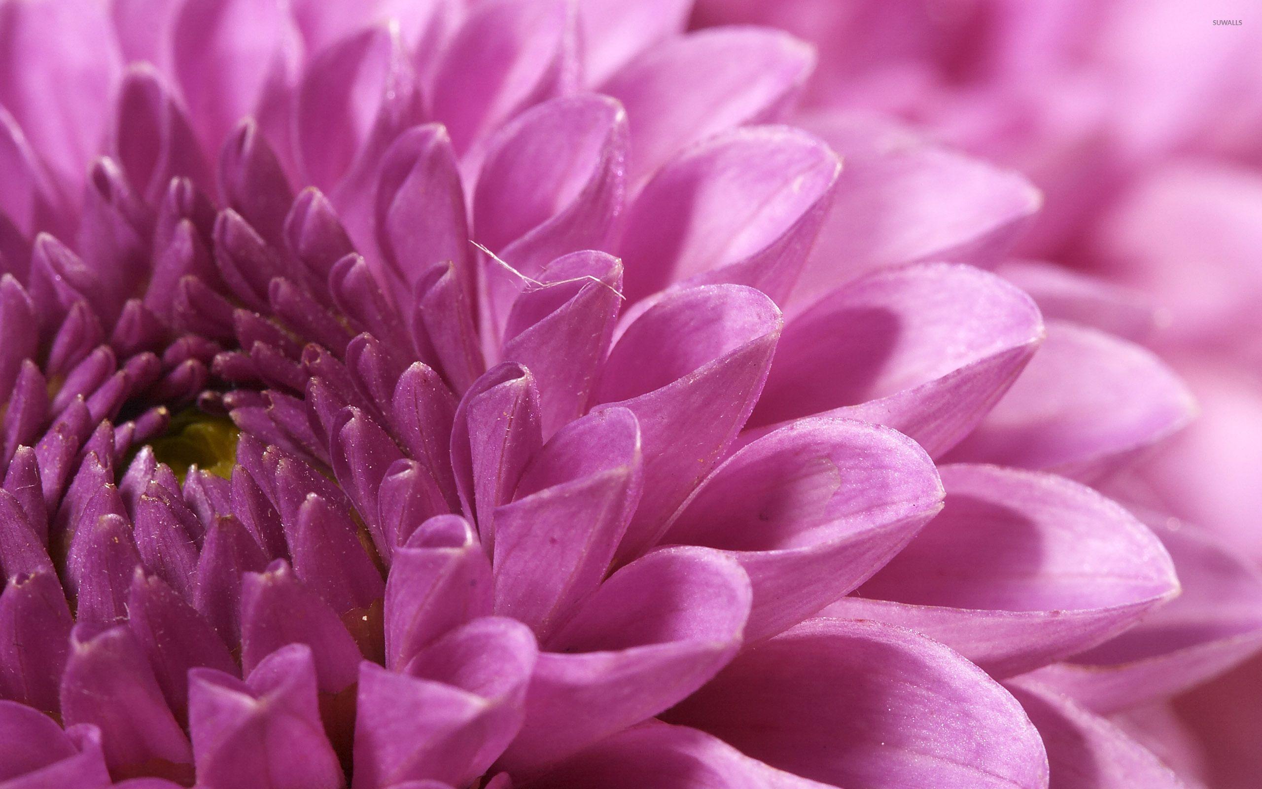 Chrysanthemum Wallpapers - Top Free Chrysanthemum Backgrounds