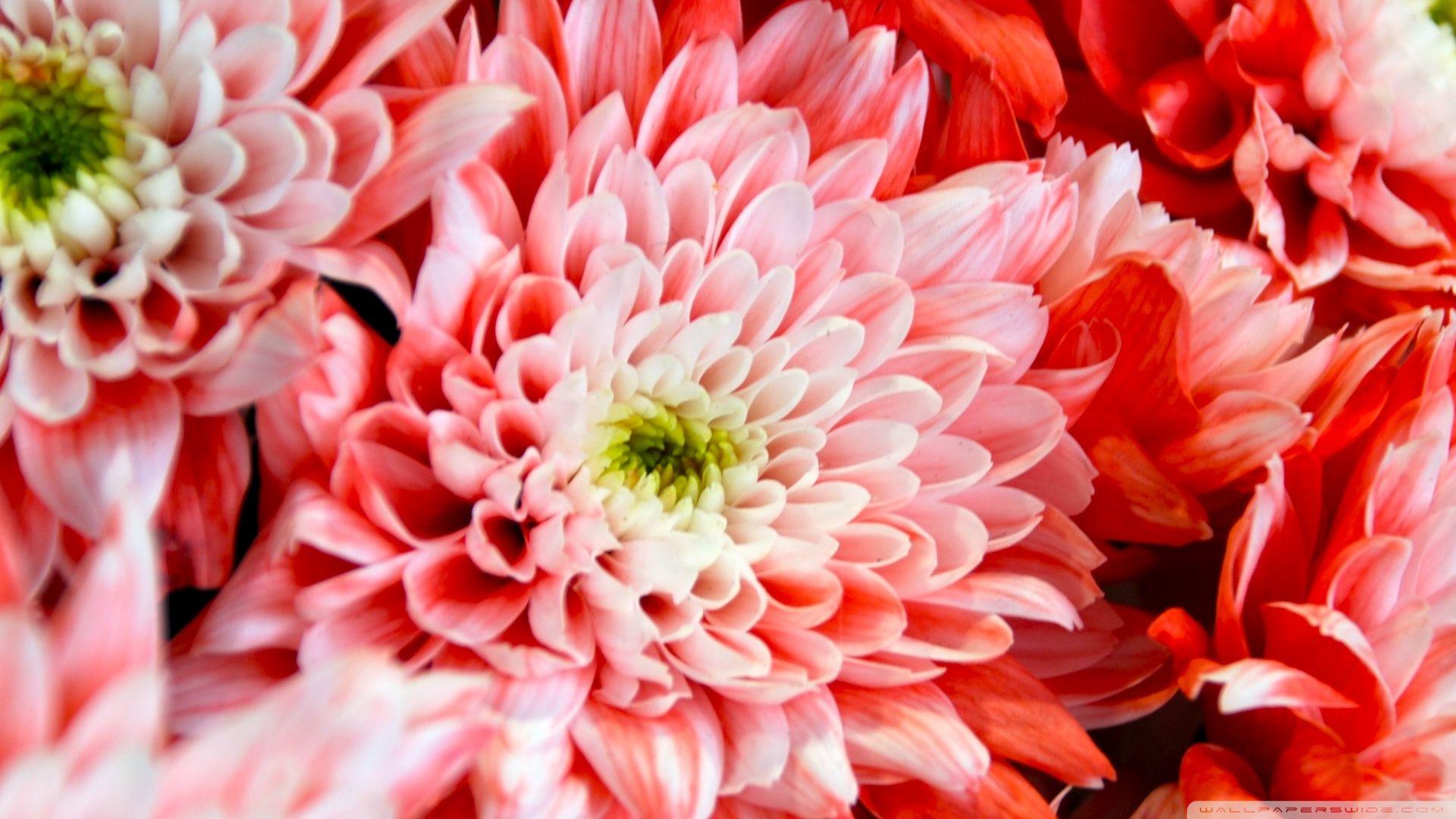 Chrysanthemum Wallpapers Top Free Chrysanthemum Backgrounds