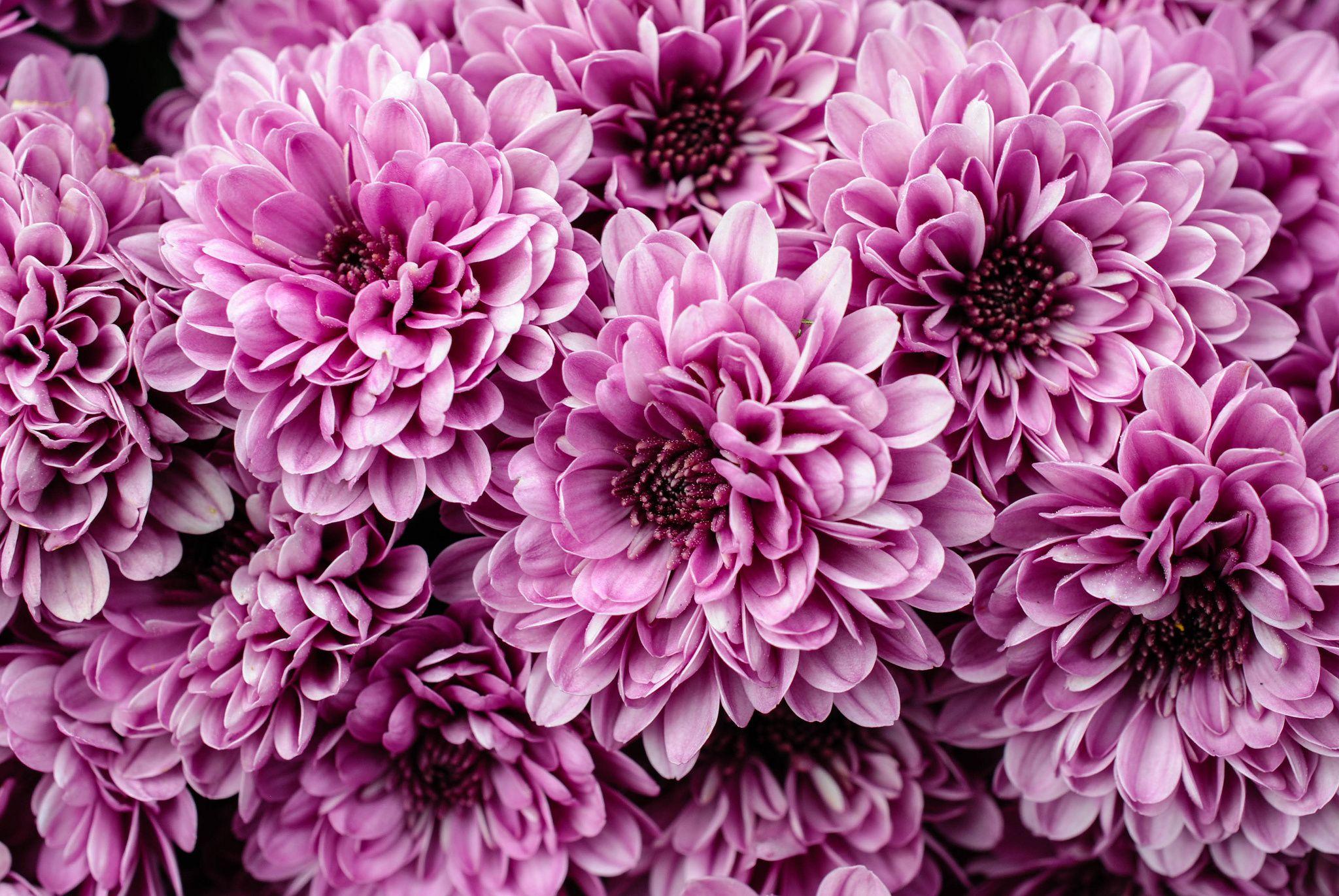 Chrysanthemum Wallpapers Top Free Chrysanthemum Backgrounds