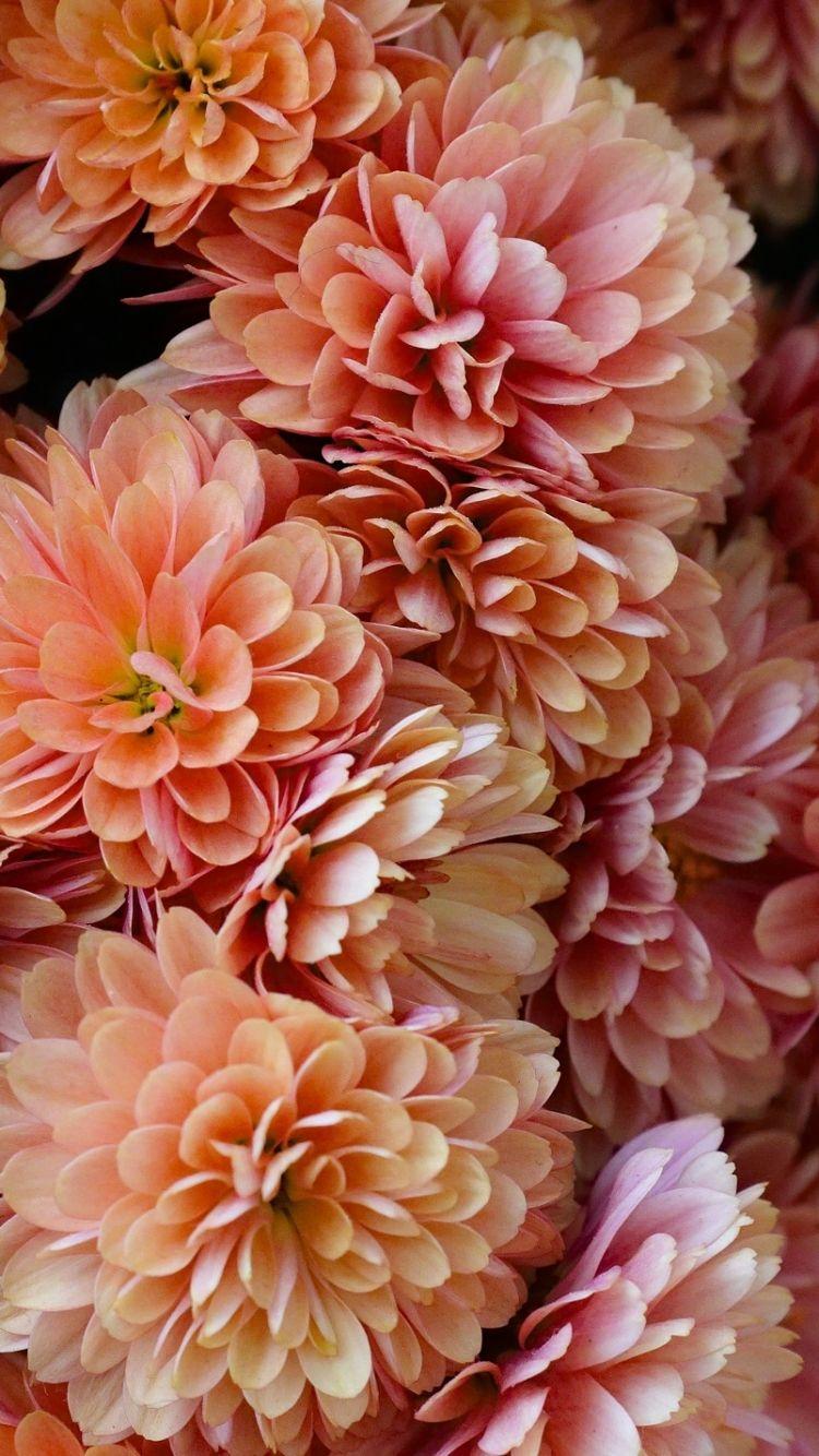Wallpaper Pink chrysanthemum, petals close-up 2560x1600 HD Picture, Image