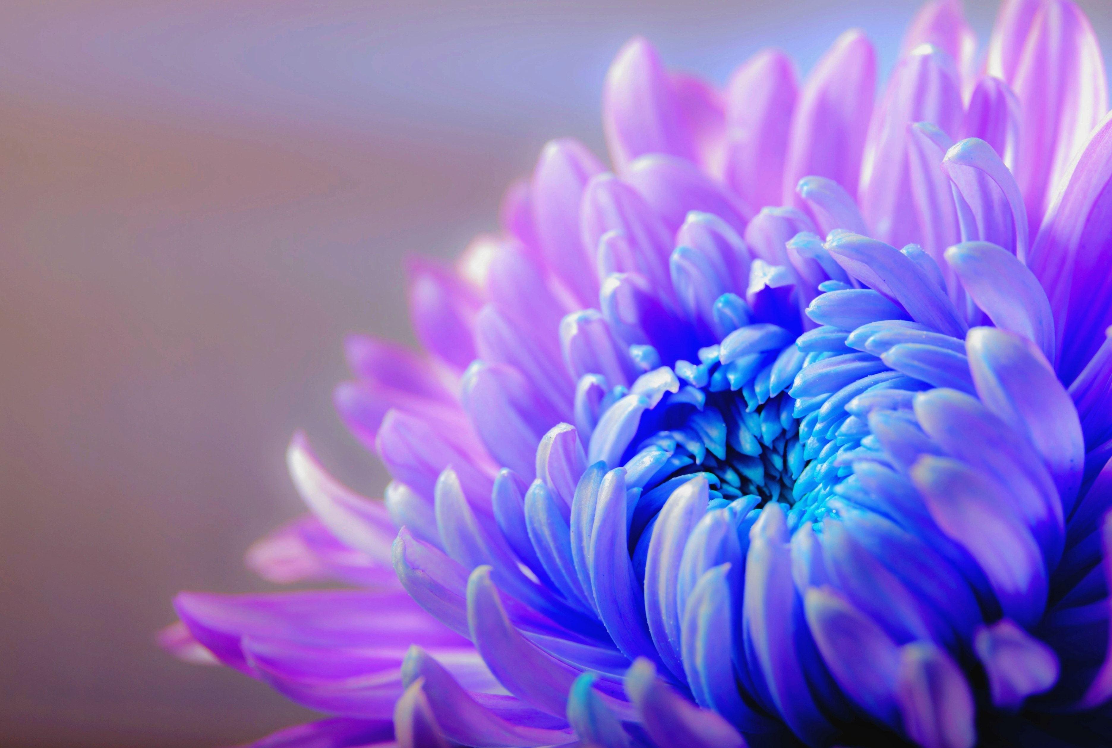 Chrysanthemum Wallpapers - Top Free Chrysanthemum Backgrounds