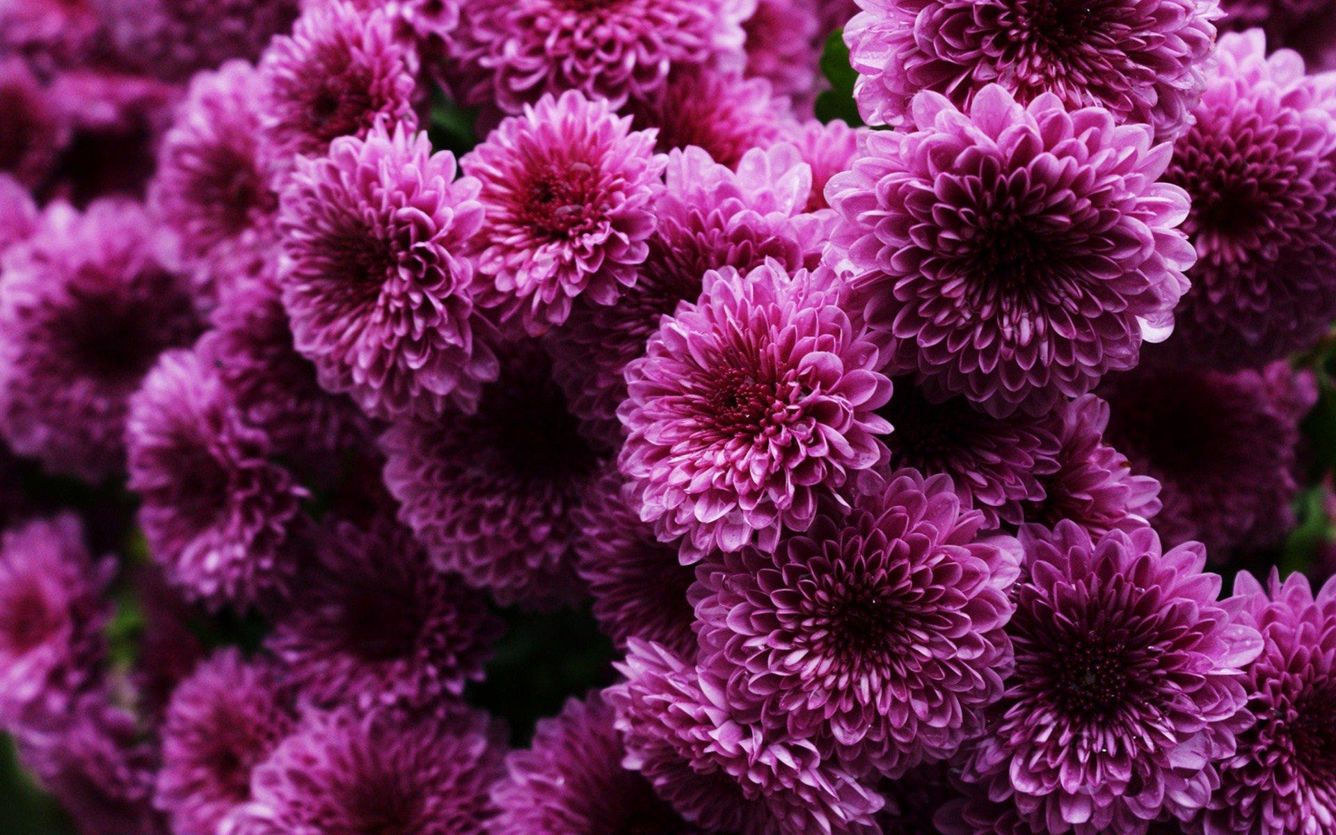 Chrysanthemum Wallpapers Top Free Chrysanthemum Backgrounds