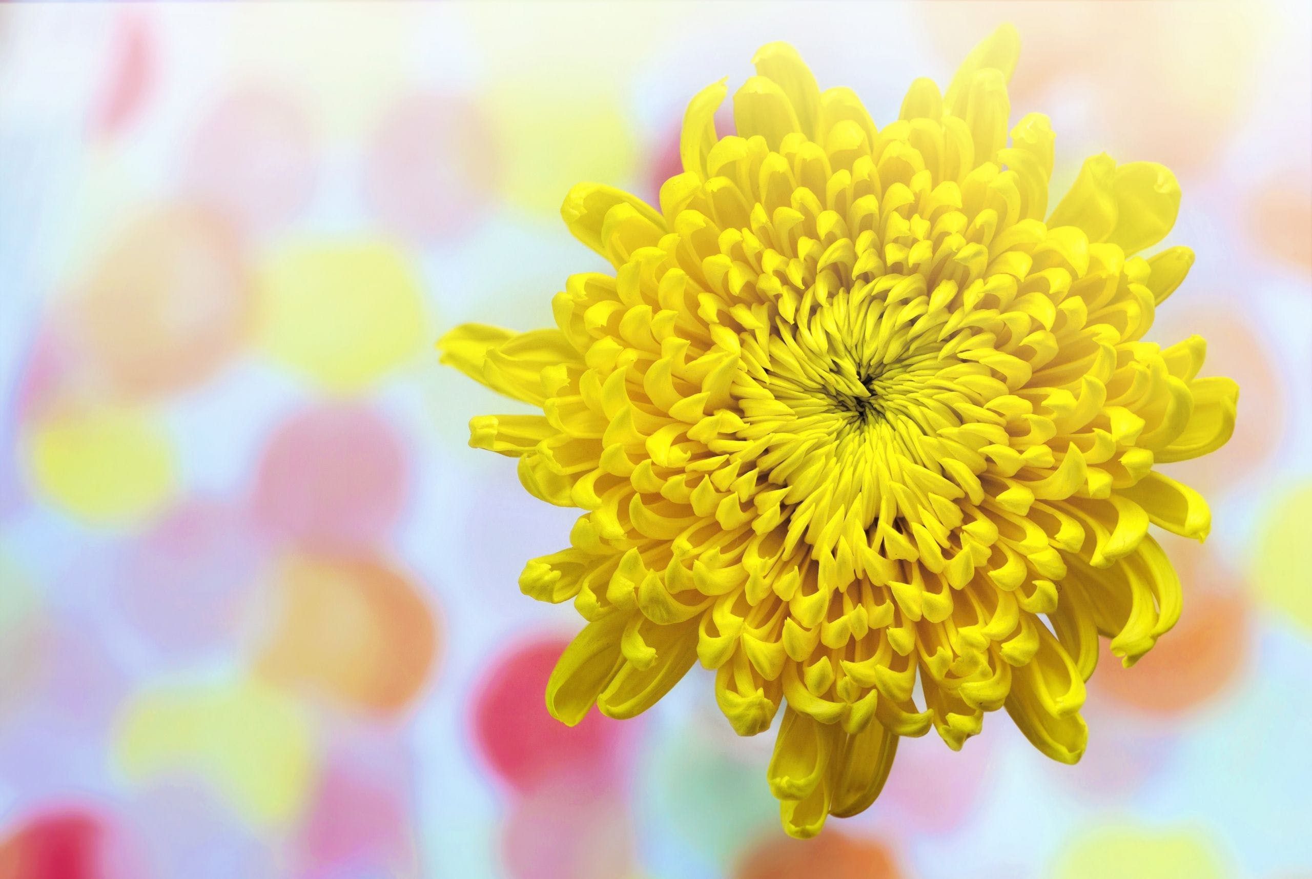 Chrysanthemum Wallpapers - Top Free Chrysanthemum Backgrounds