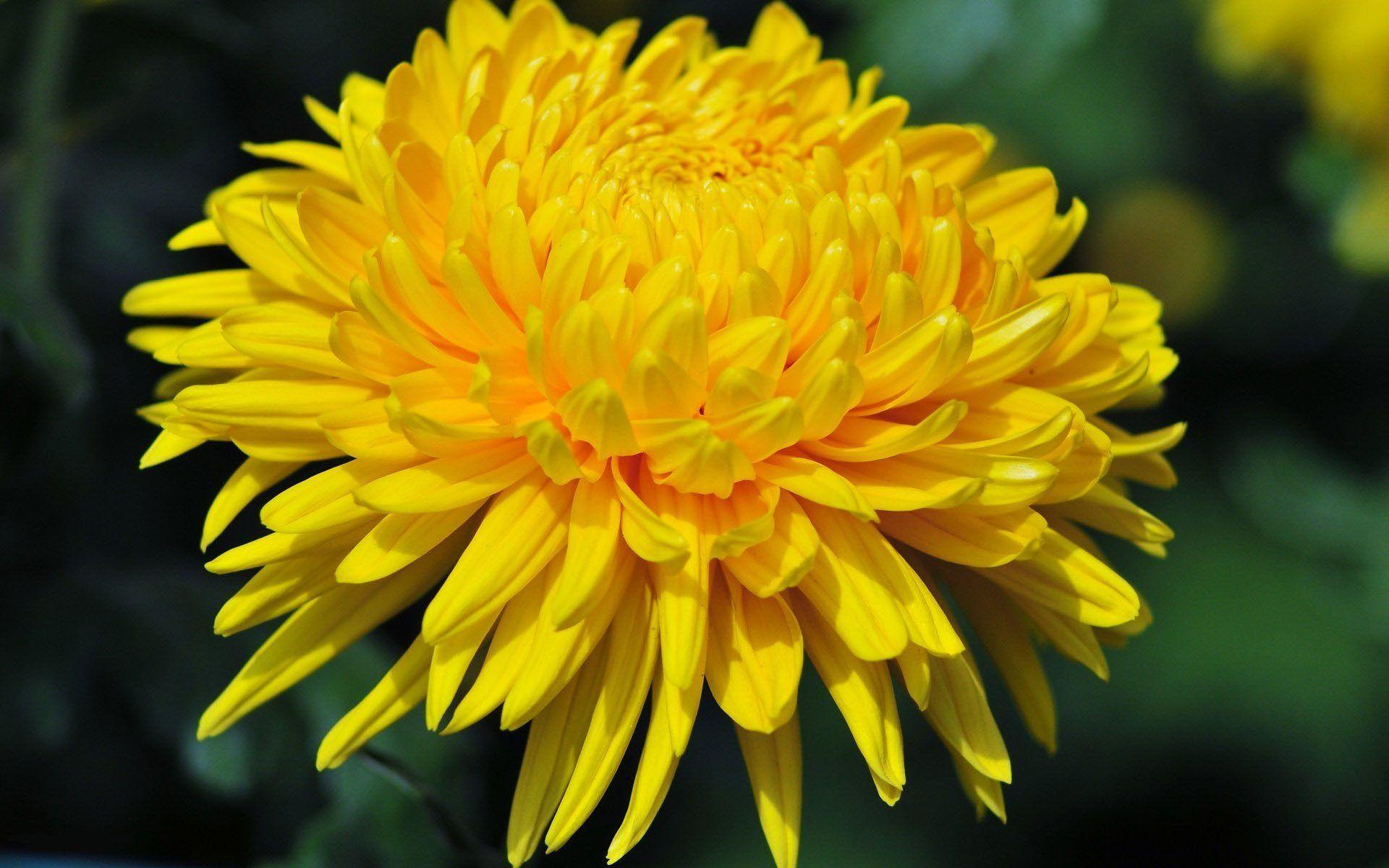 Chrysanthemum Wallpapers - Top Free Chrysanthemum Backgrounds