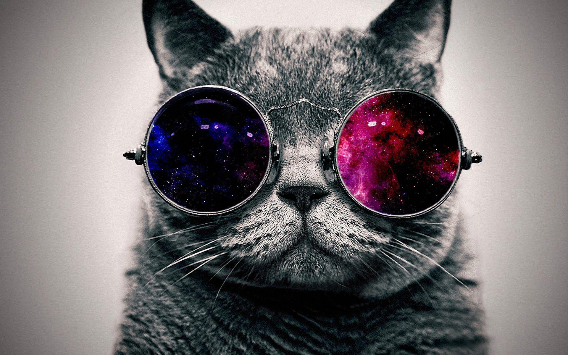 Glasses Cat Galaxy Wallpapers Top Free Glasses Cat Galaxy