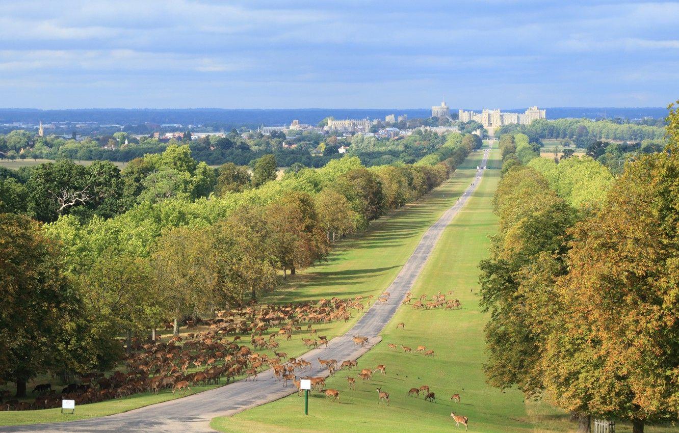 1332x850 Wallpaper England, Road, Landscape, Deer, Windsor castle image