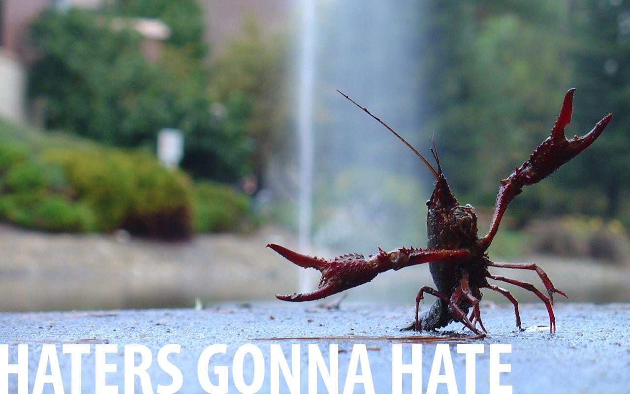 1280x800 nature animals lobsters haters gonna hate 1280x800 wallpaper High
