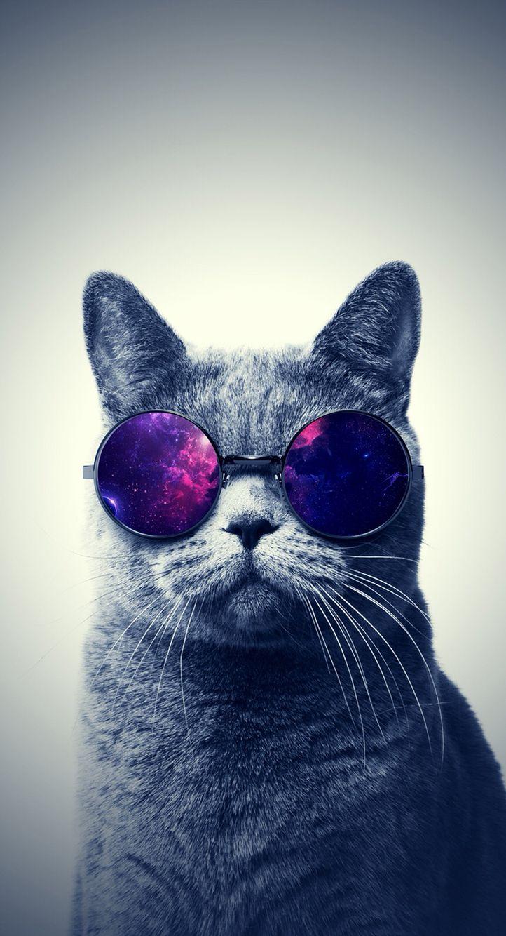 722x1334 The cat with glasses. Comedy. Cat, Wallpaper and Prints
