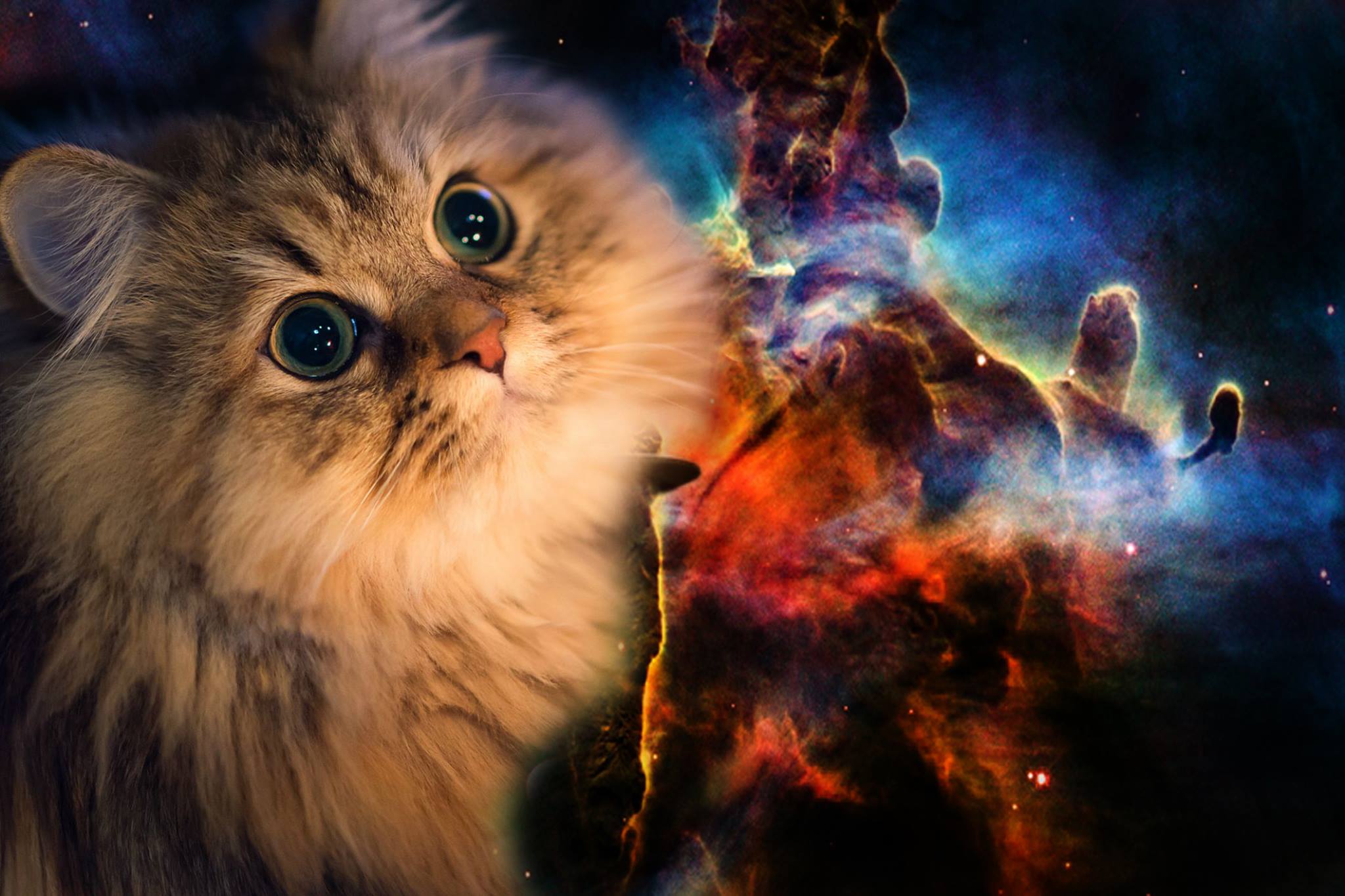 2048x1365 Download Cat wallpaper to your cell phone cat galaxy shades 2048x1365