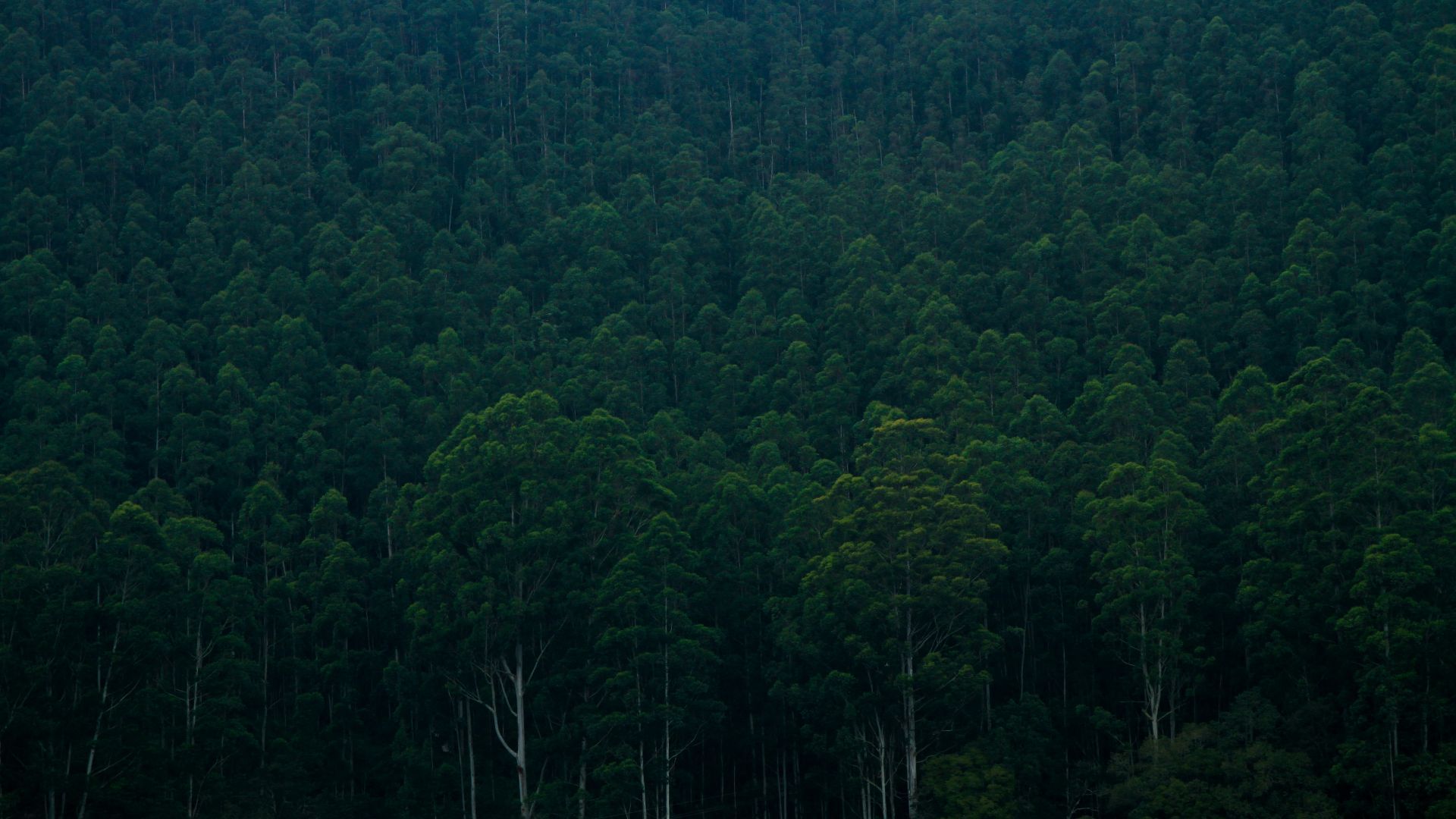 1920x1080 Phone wallpaper: India, Earth, Forest 1031079