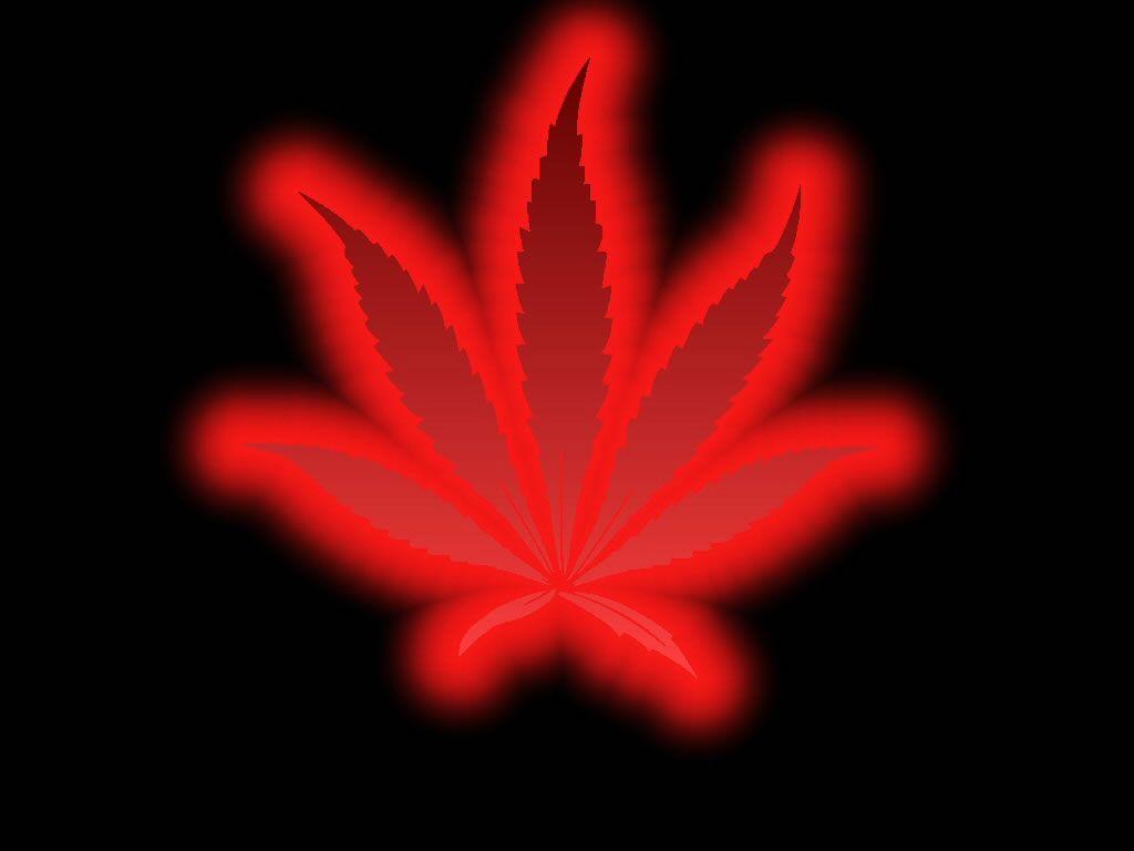 1024x768 red pot leaf wallpaper