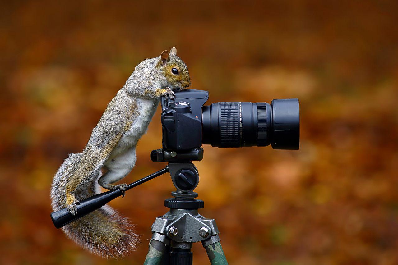1280x853 Wallpaper Funny Squirrels Camera Wild Grey Squirrel Photographer