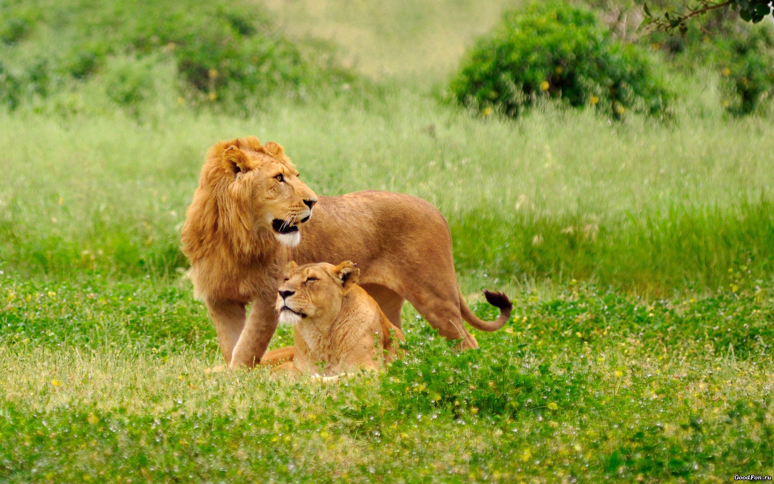 2560x1600 Wildlife Background for Desktop