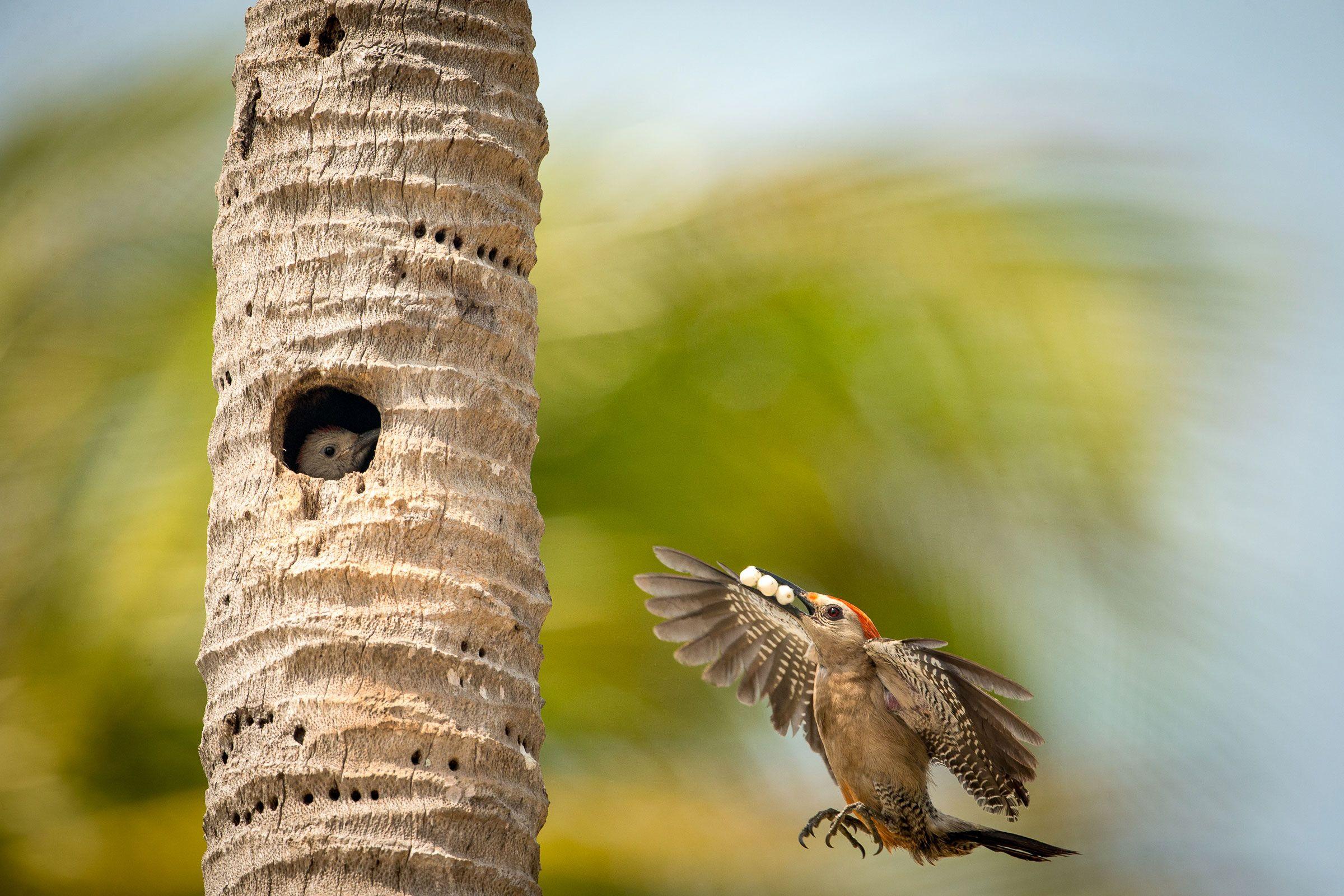 2400x1600 The 2018 Audubon Photography Awards